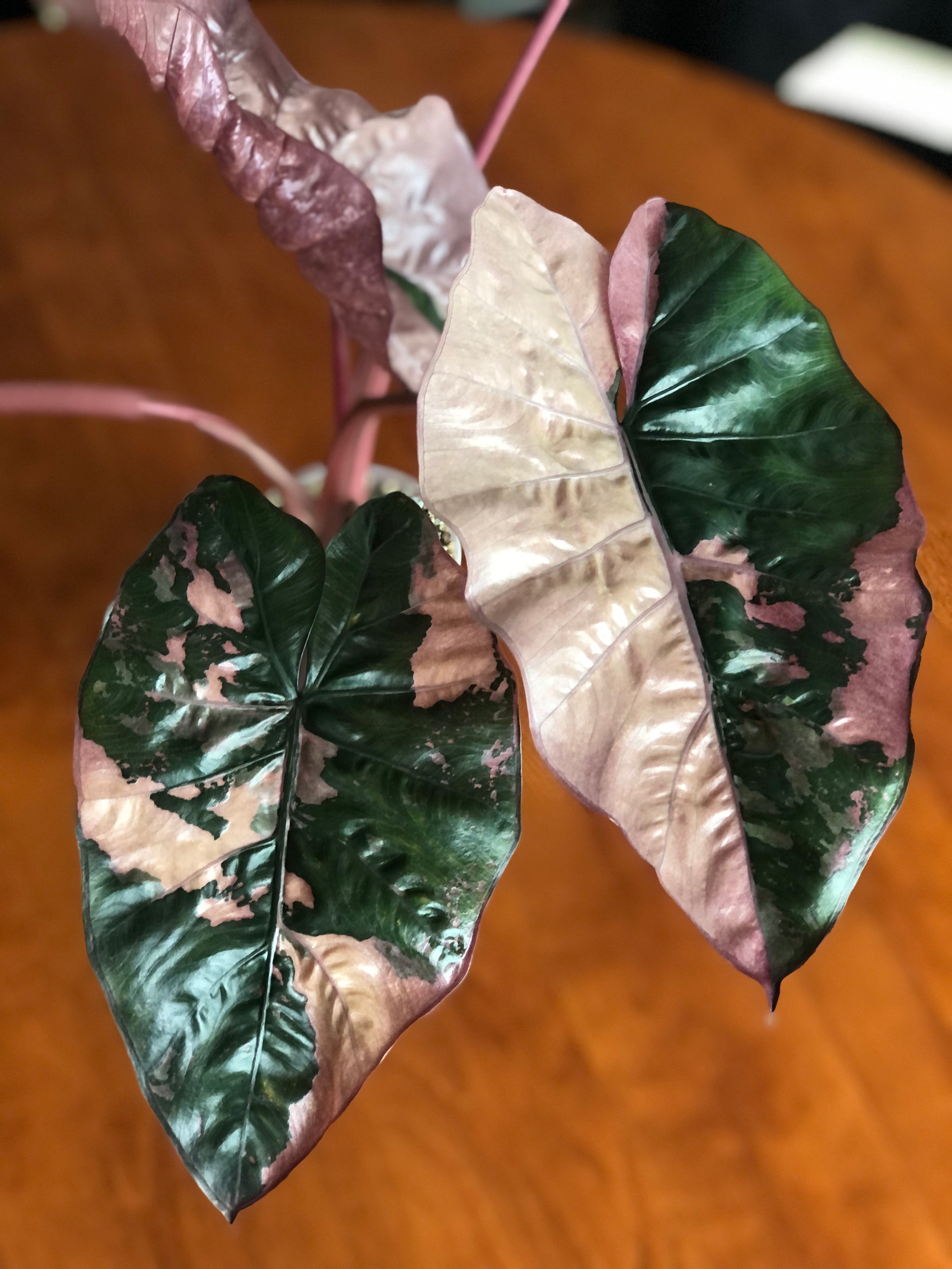 Yucatan Princess Pink (Knoll)