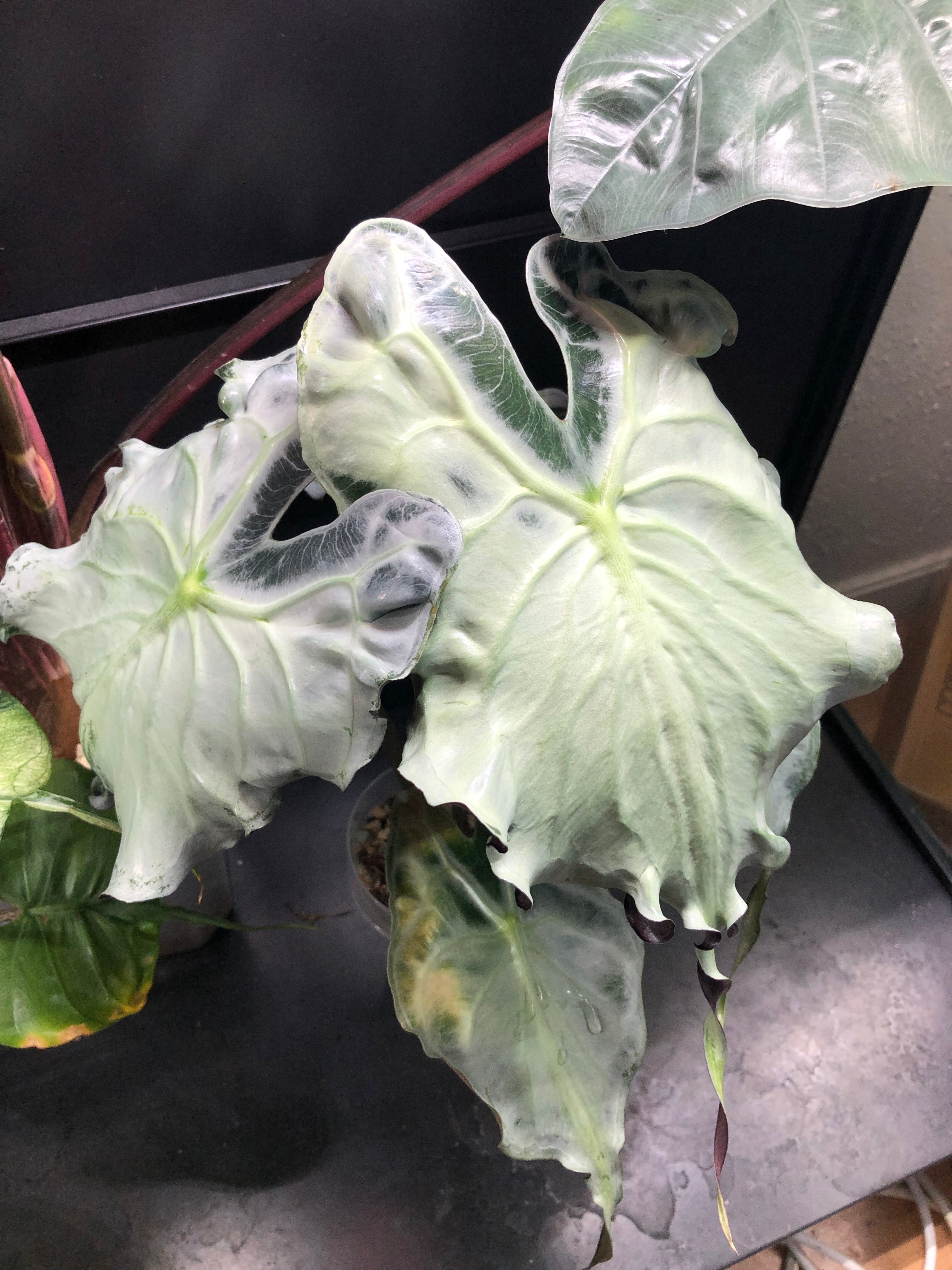 Alocasia Venom - knoll