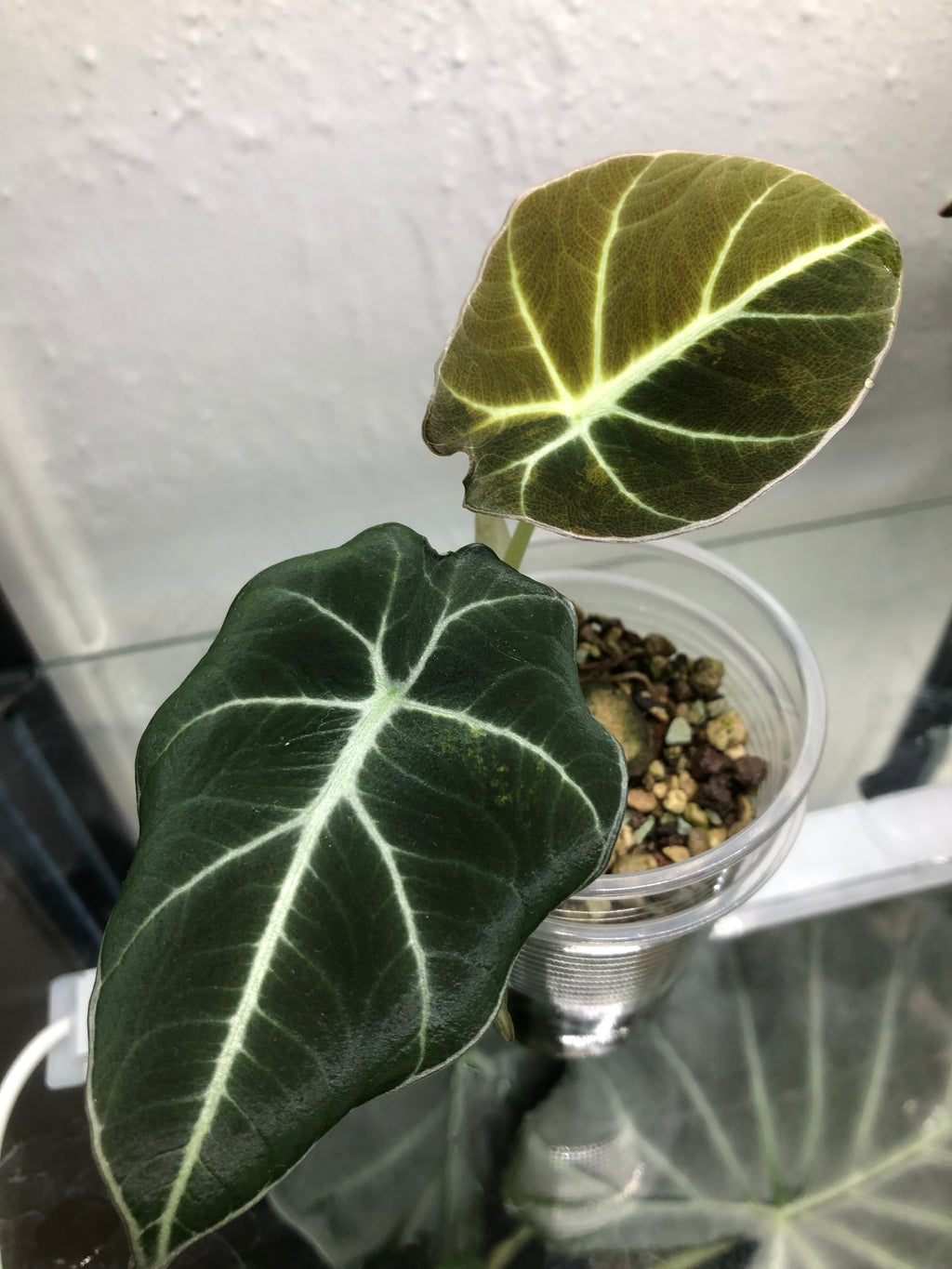 Black Velvet Gold/Aurea