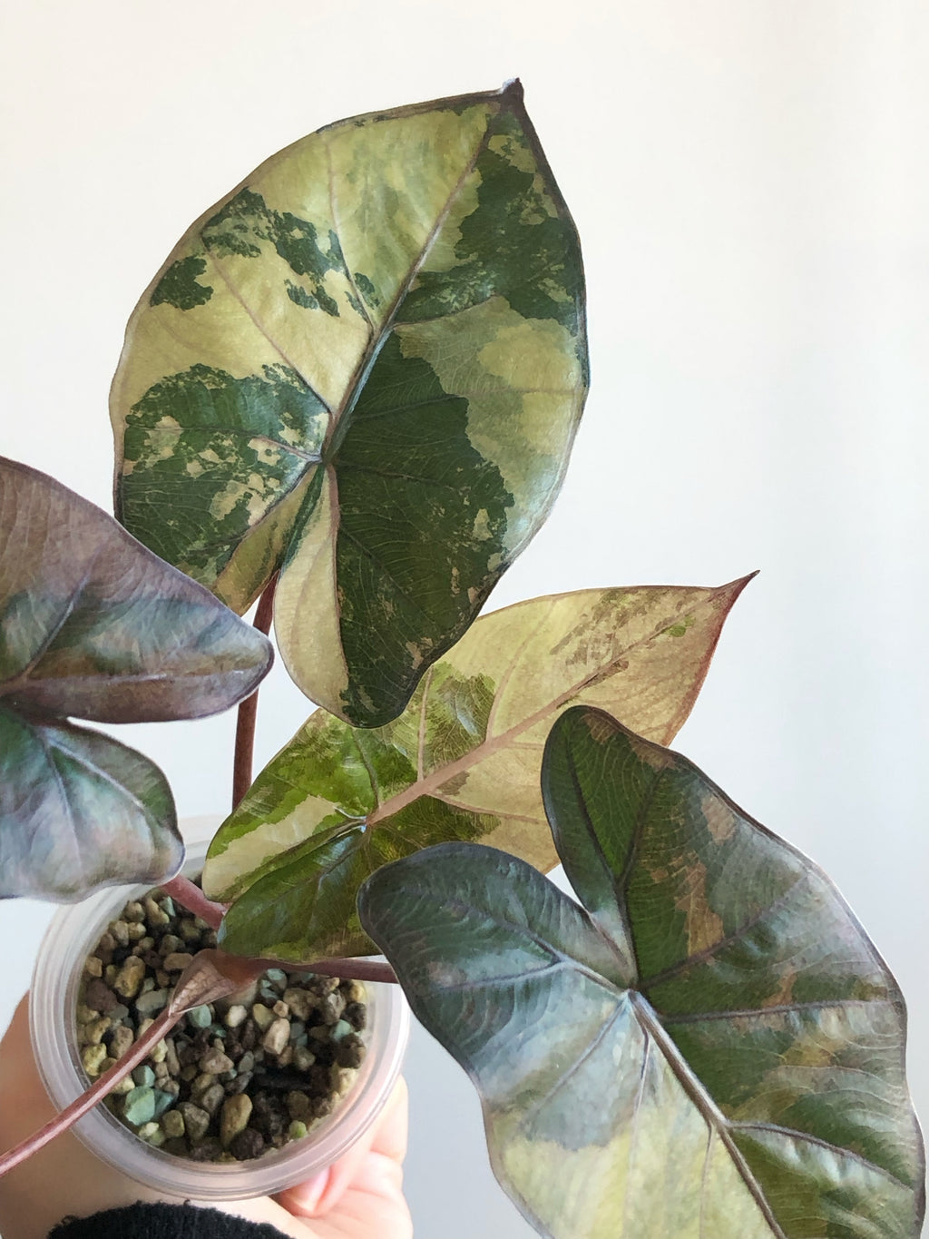 Yucatan Princess Variegata