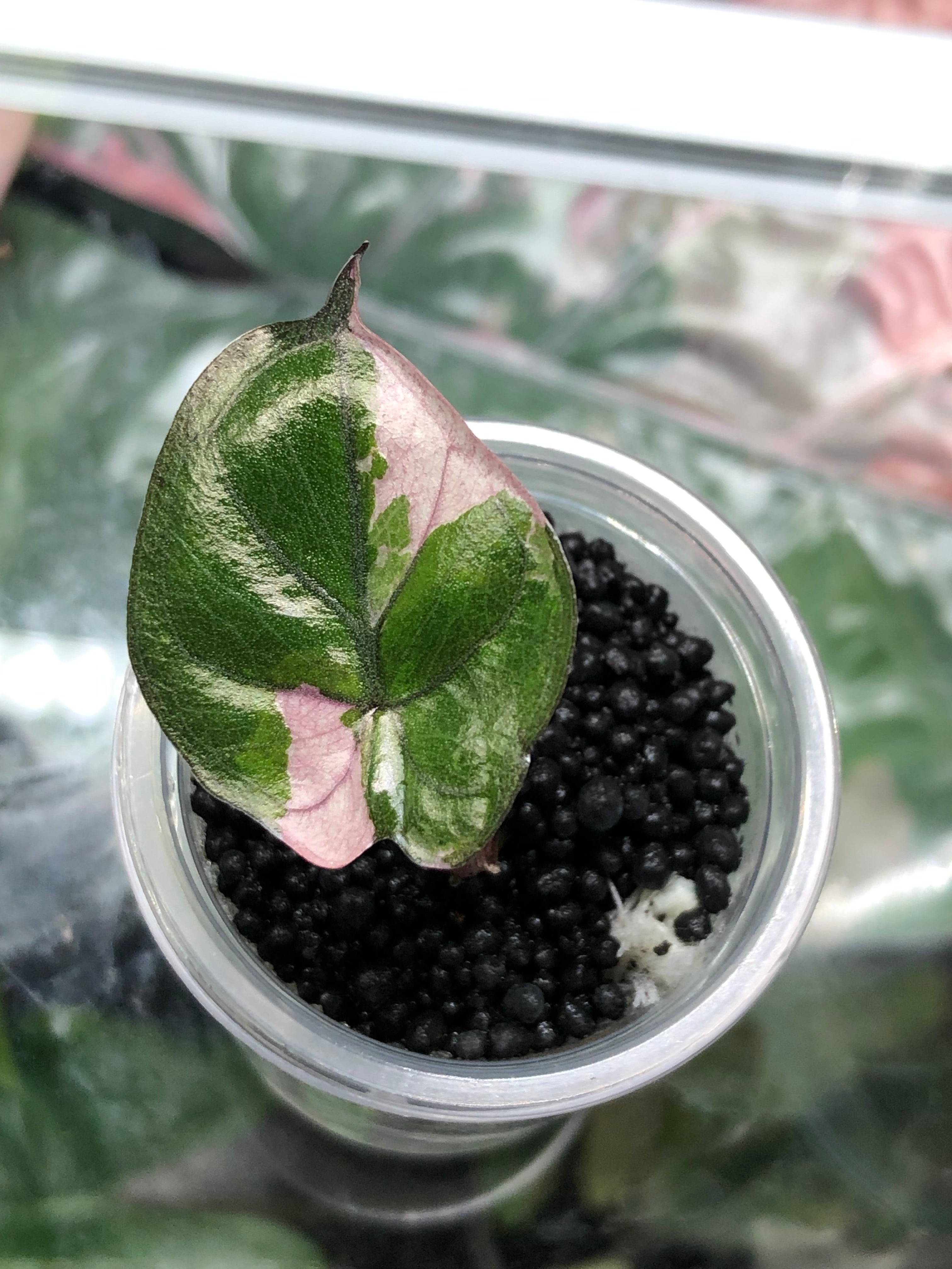 Yucatan Princess Pink