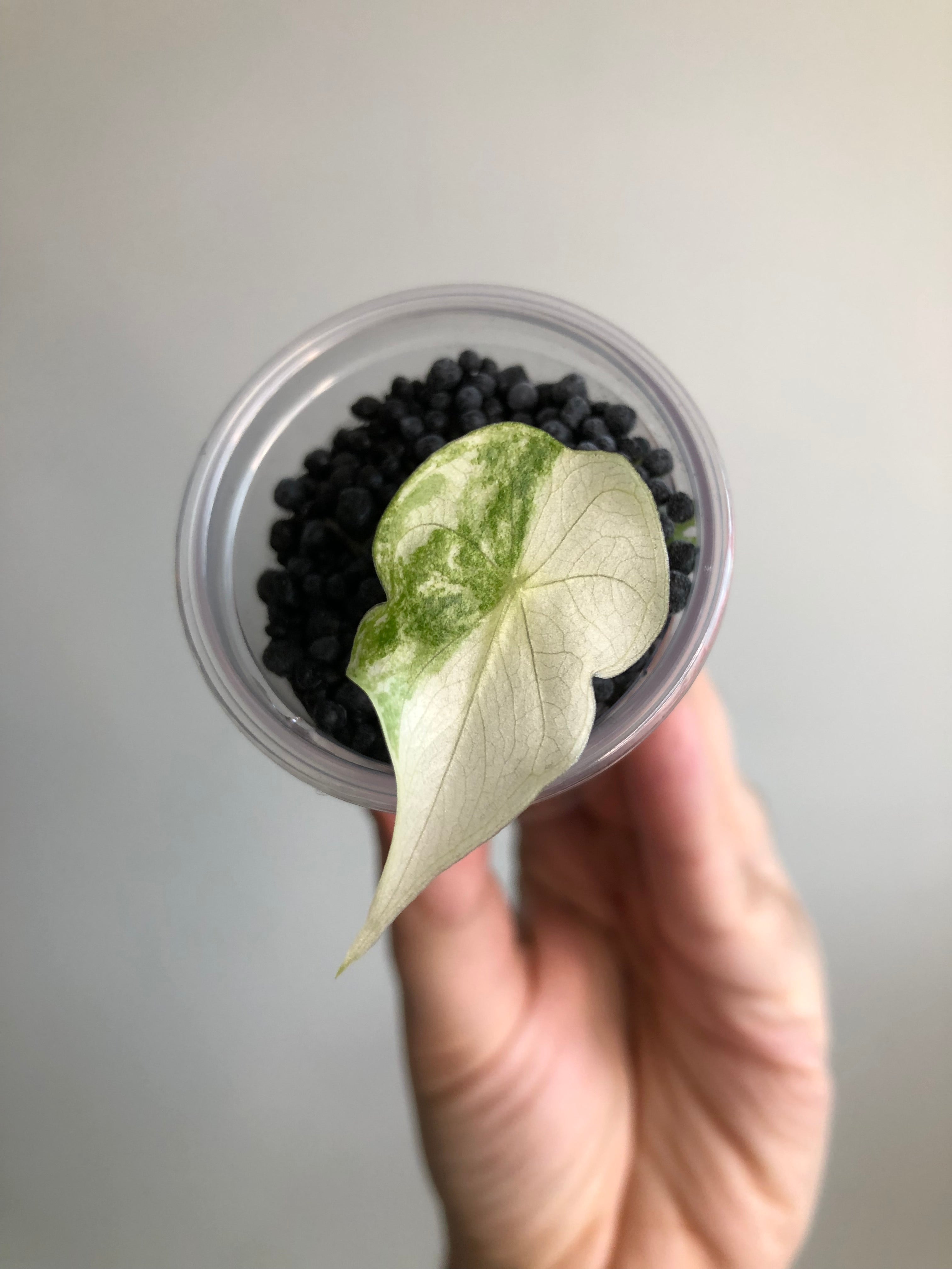 Pink Dragon Pink/Albo