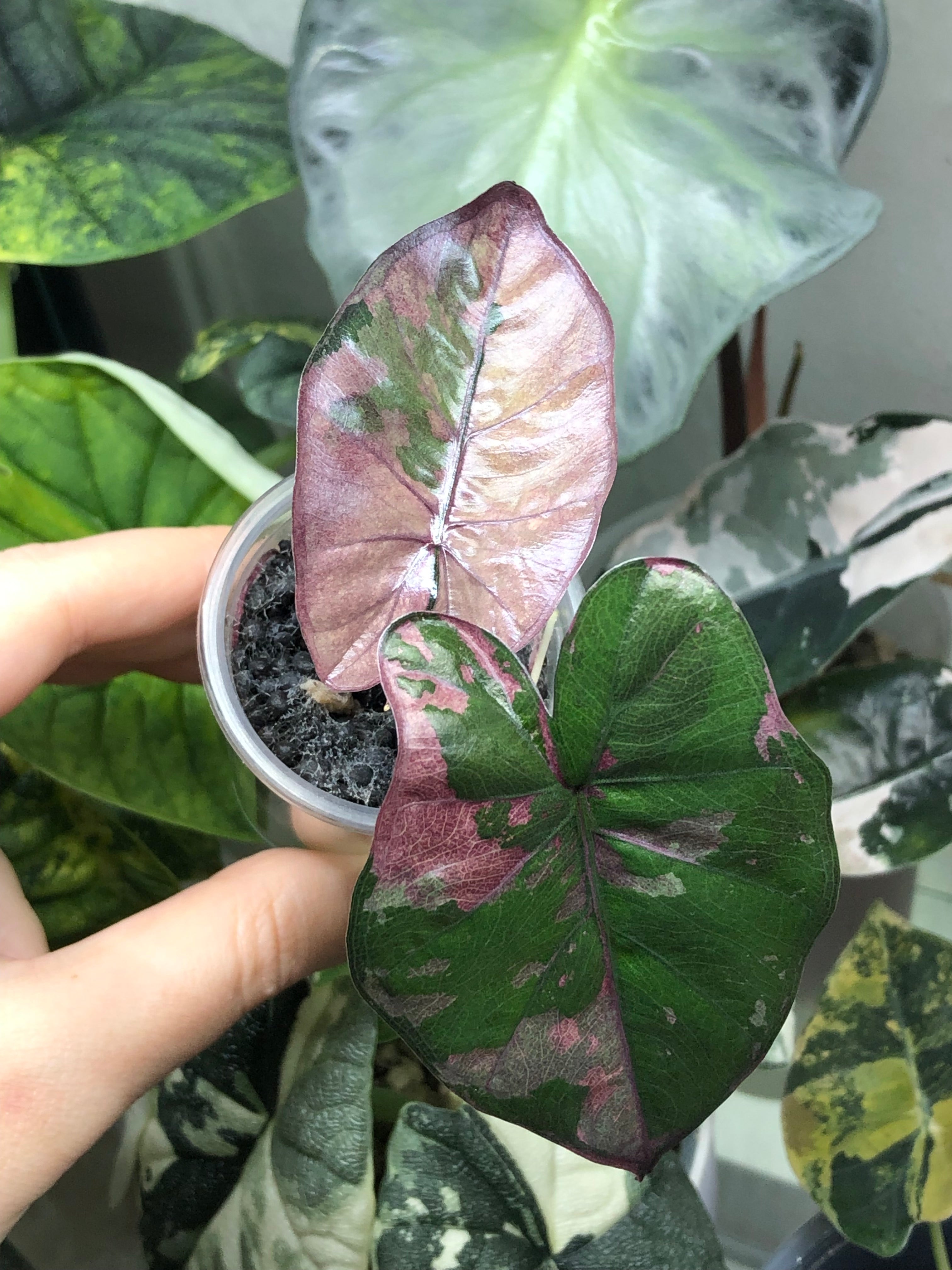 Yucatan Princess Pink