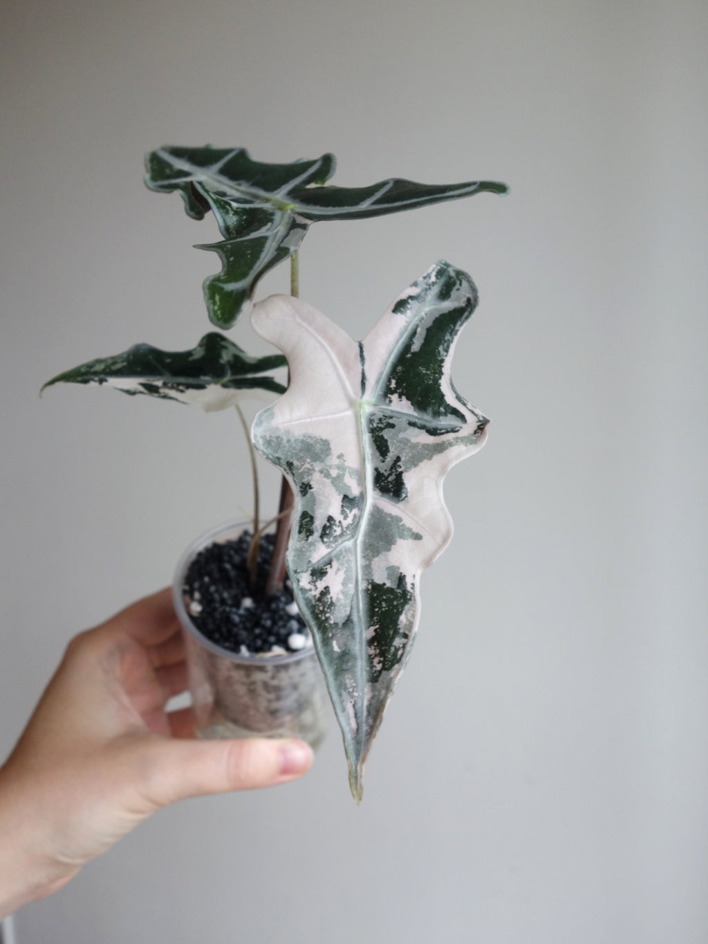 Nobilis Pink - knoll