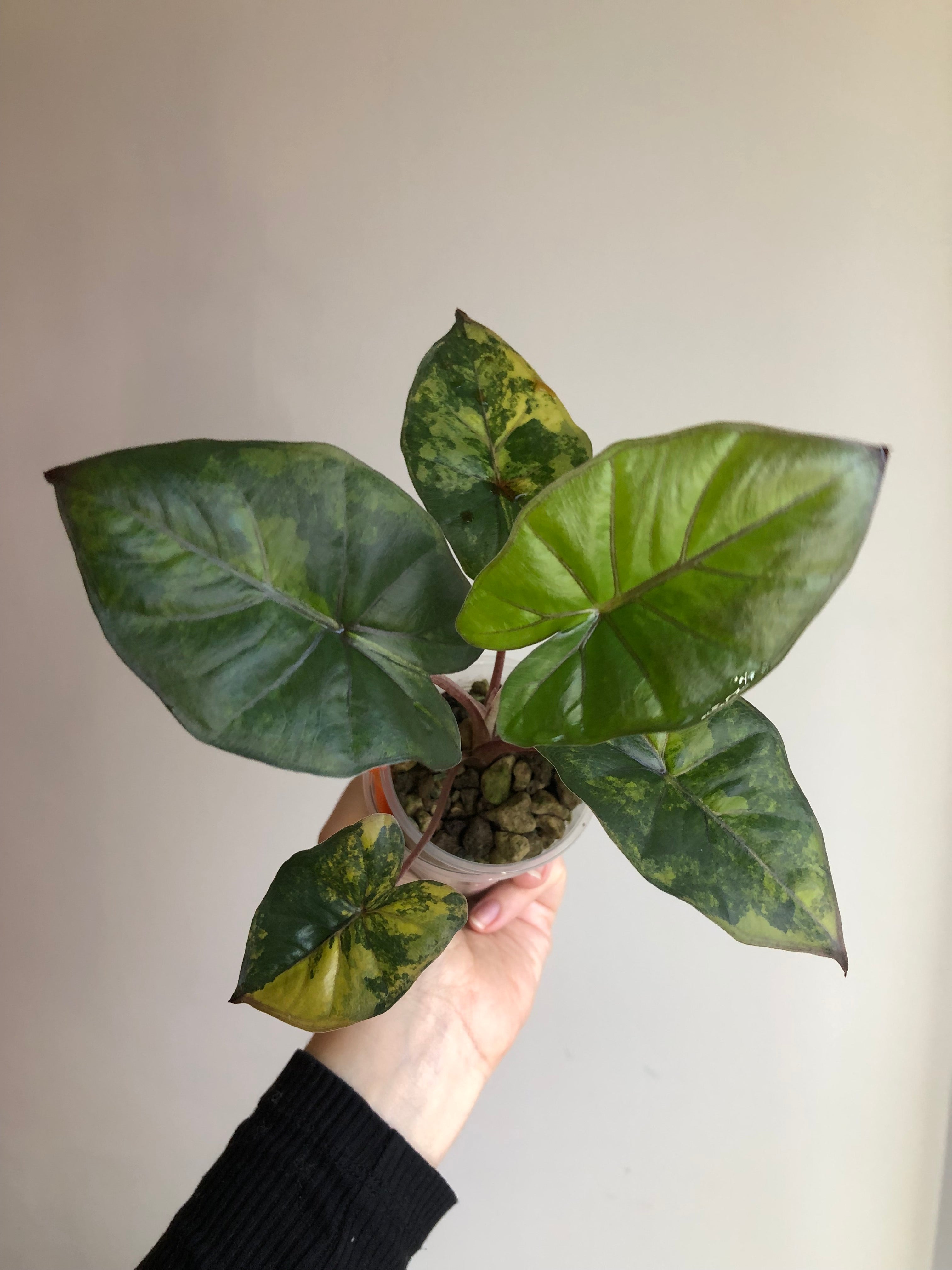 Yucatan Princess Aurea