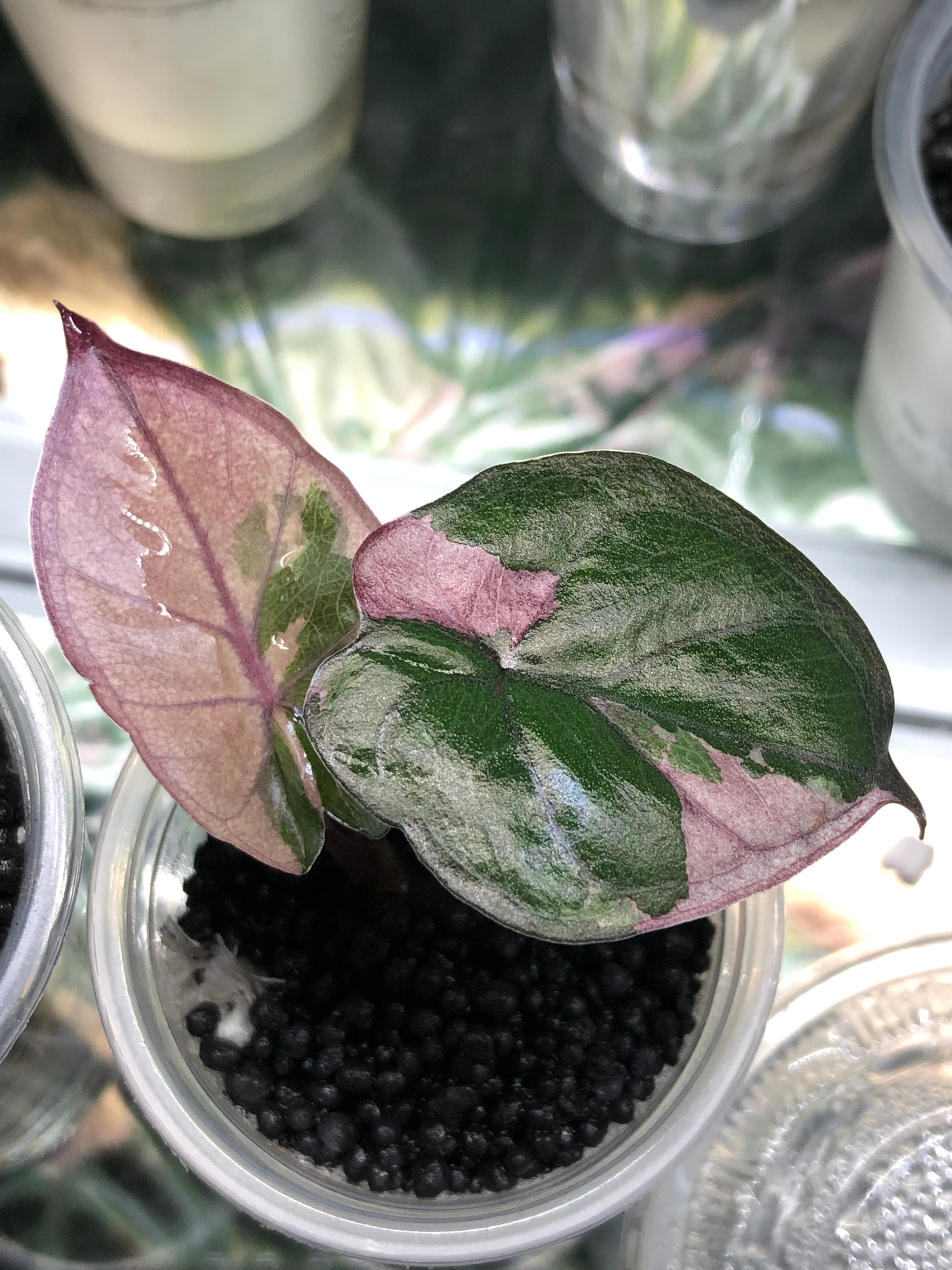 Yucatan Princess Pink