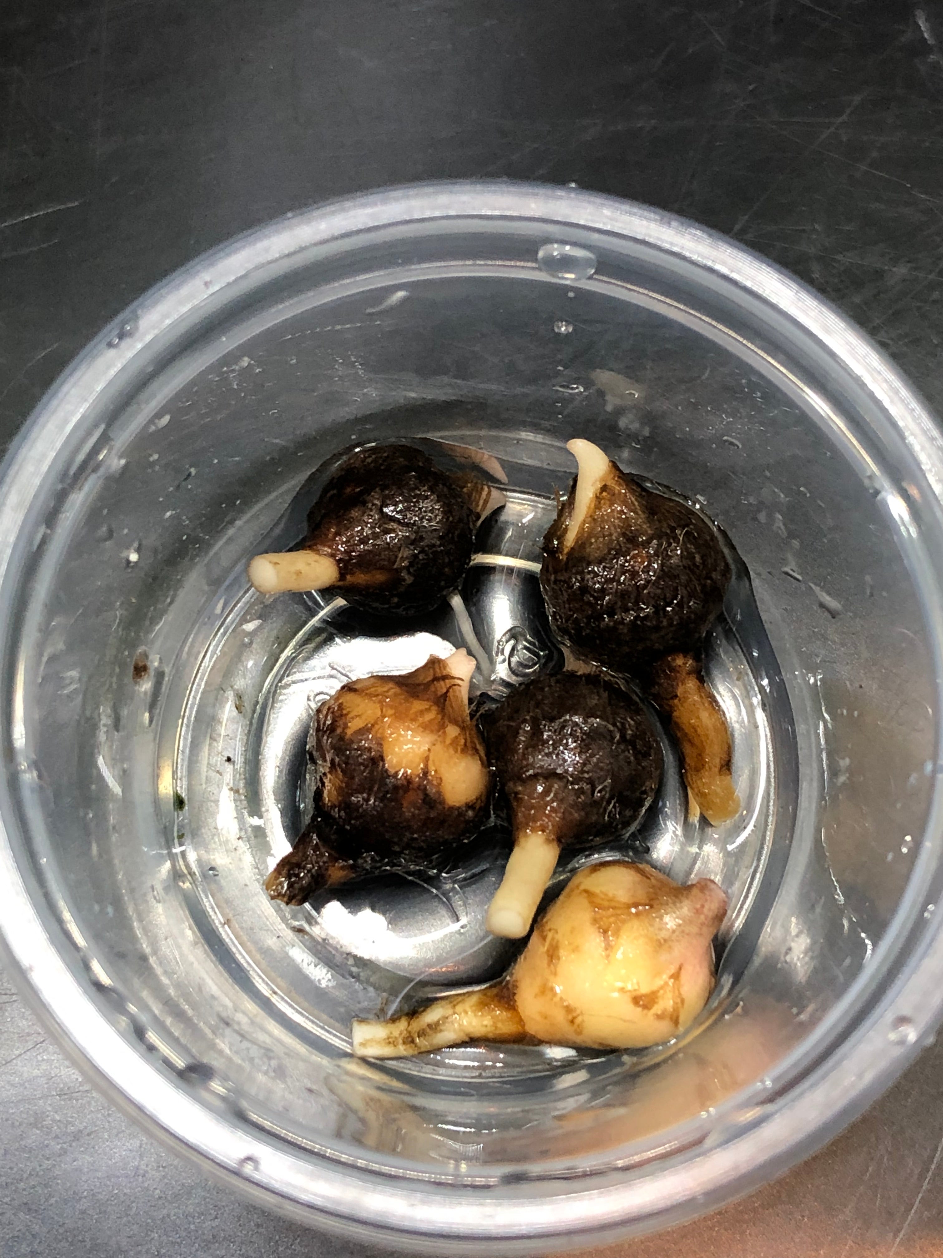 Yucatan Princess Pink