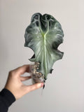 Alocasia Venom