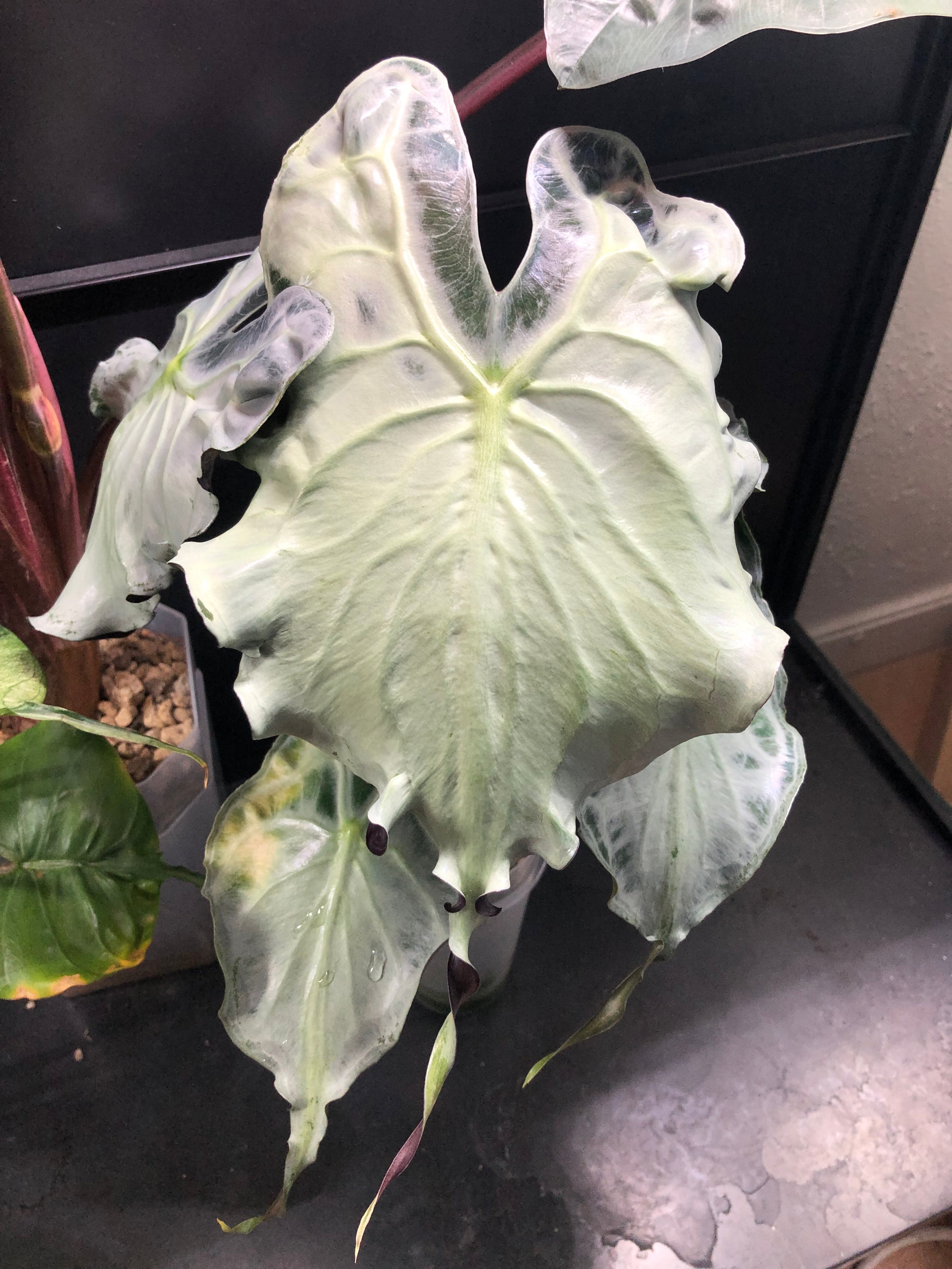 Alocasia Venom - knoll