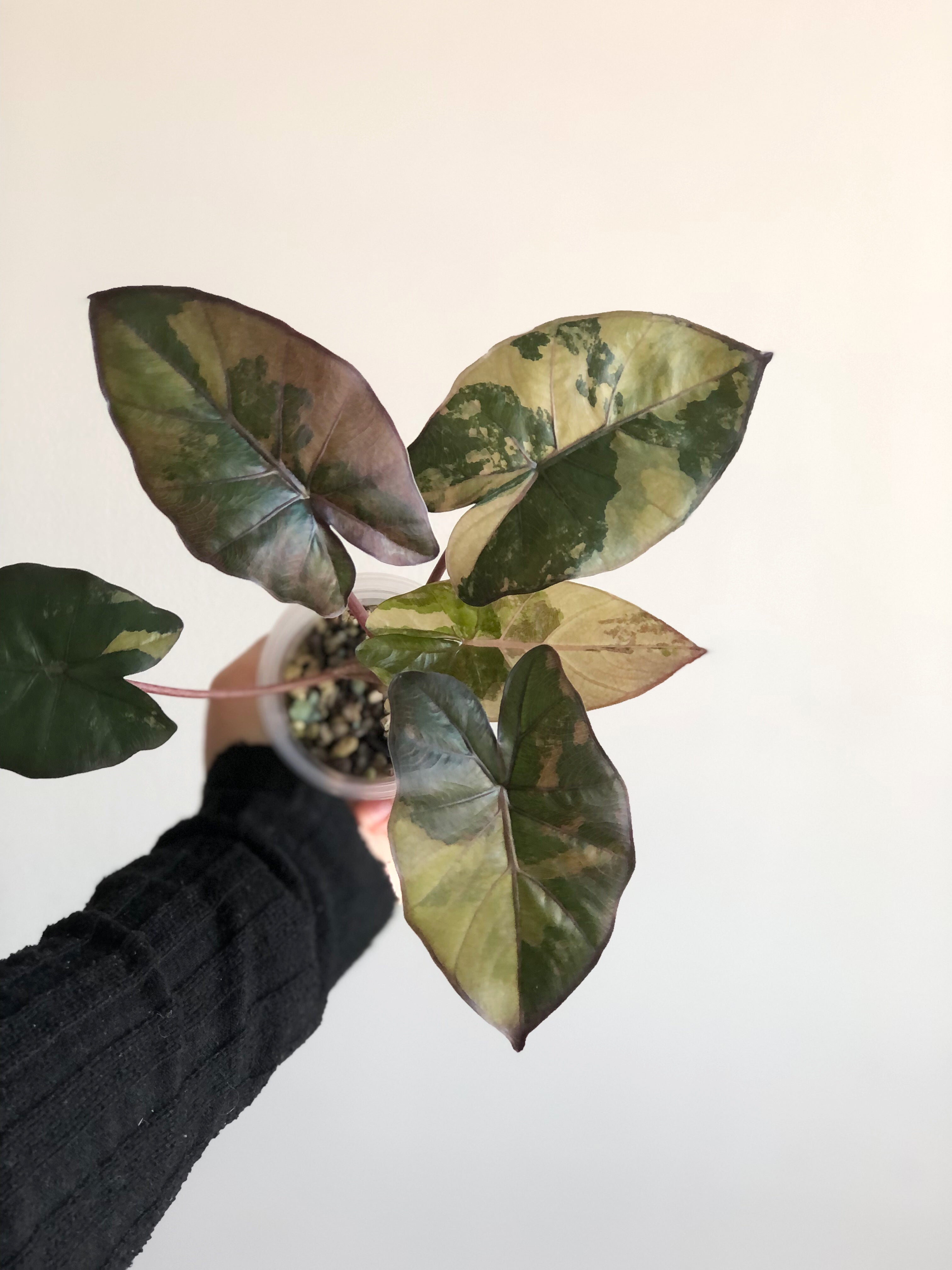 Yucatan Princess Variegata