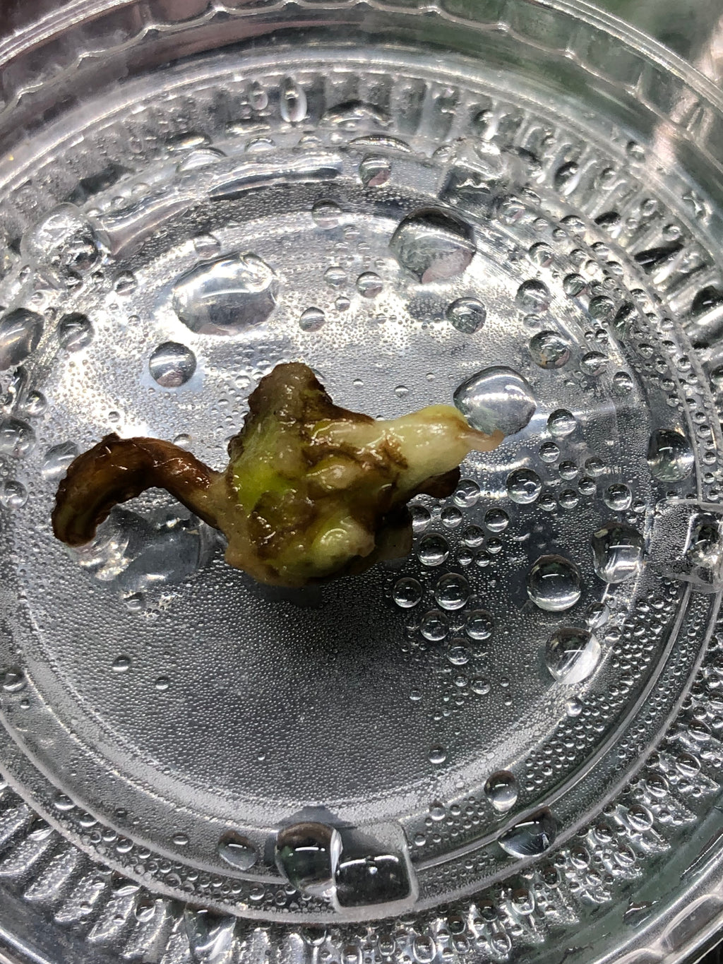 Alocasia Venom - knoll