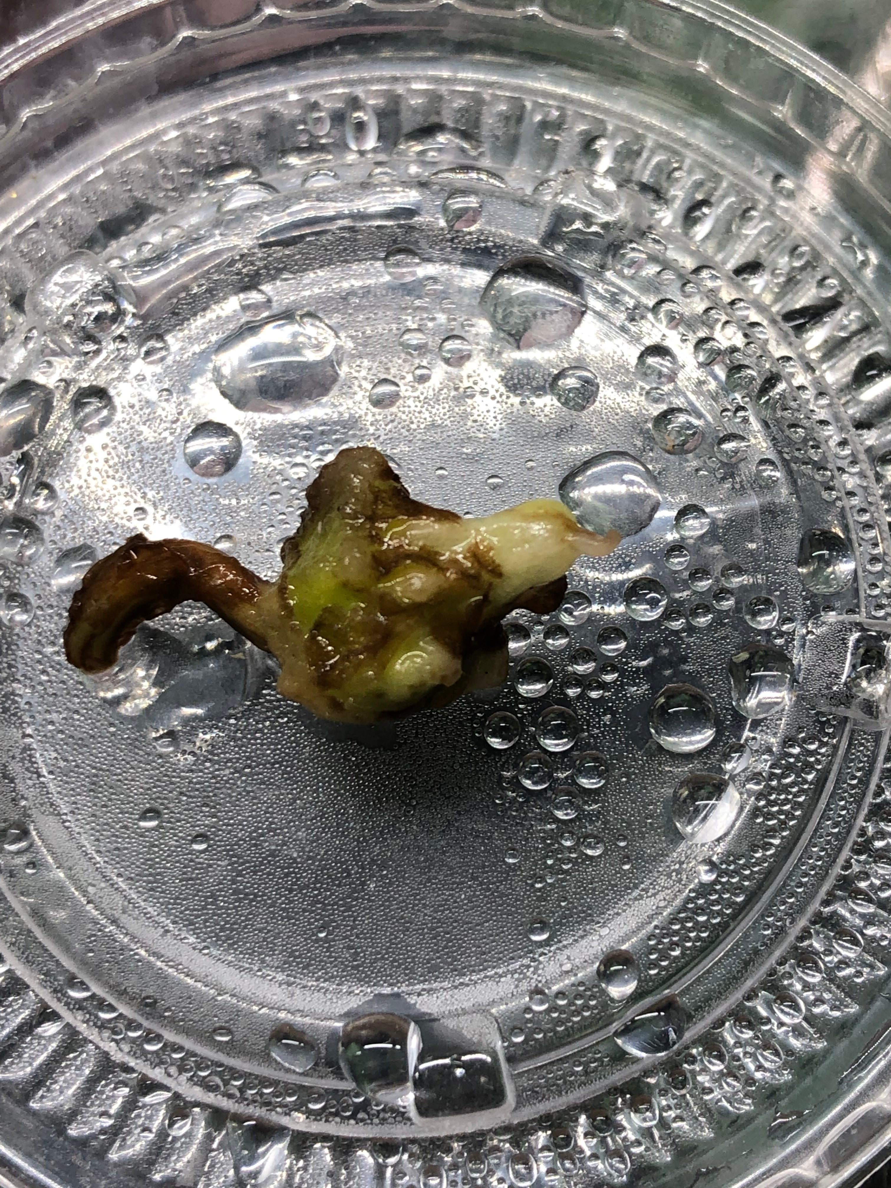 Alocasia Venom - knoll