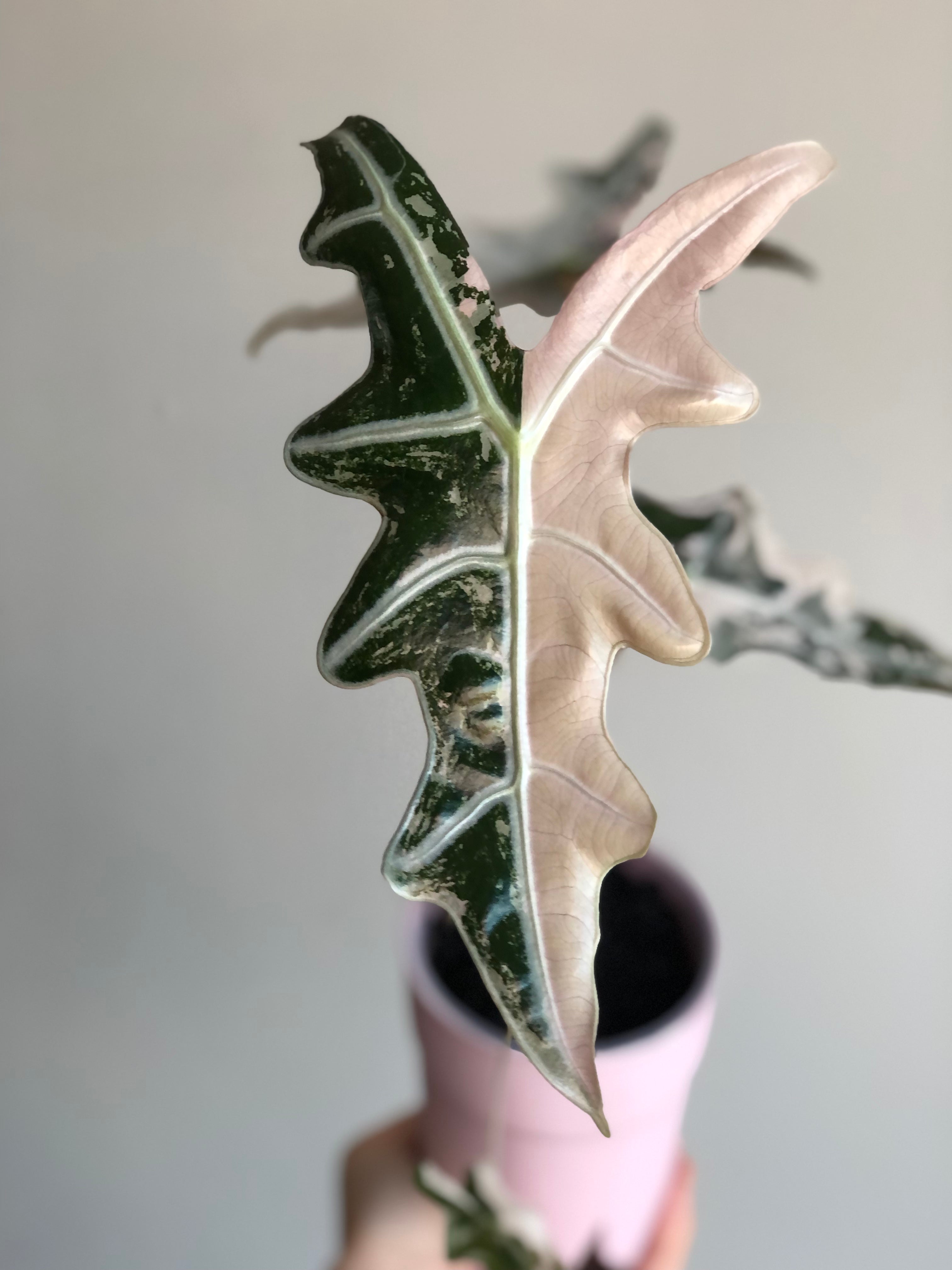 Nobilis Pink - knoll