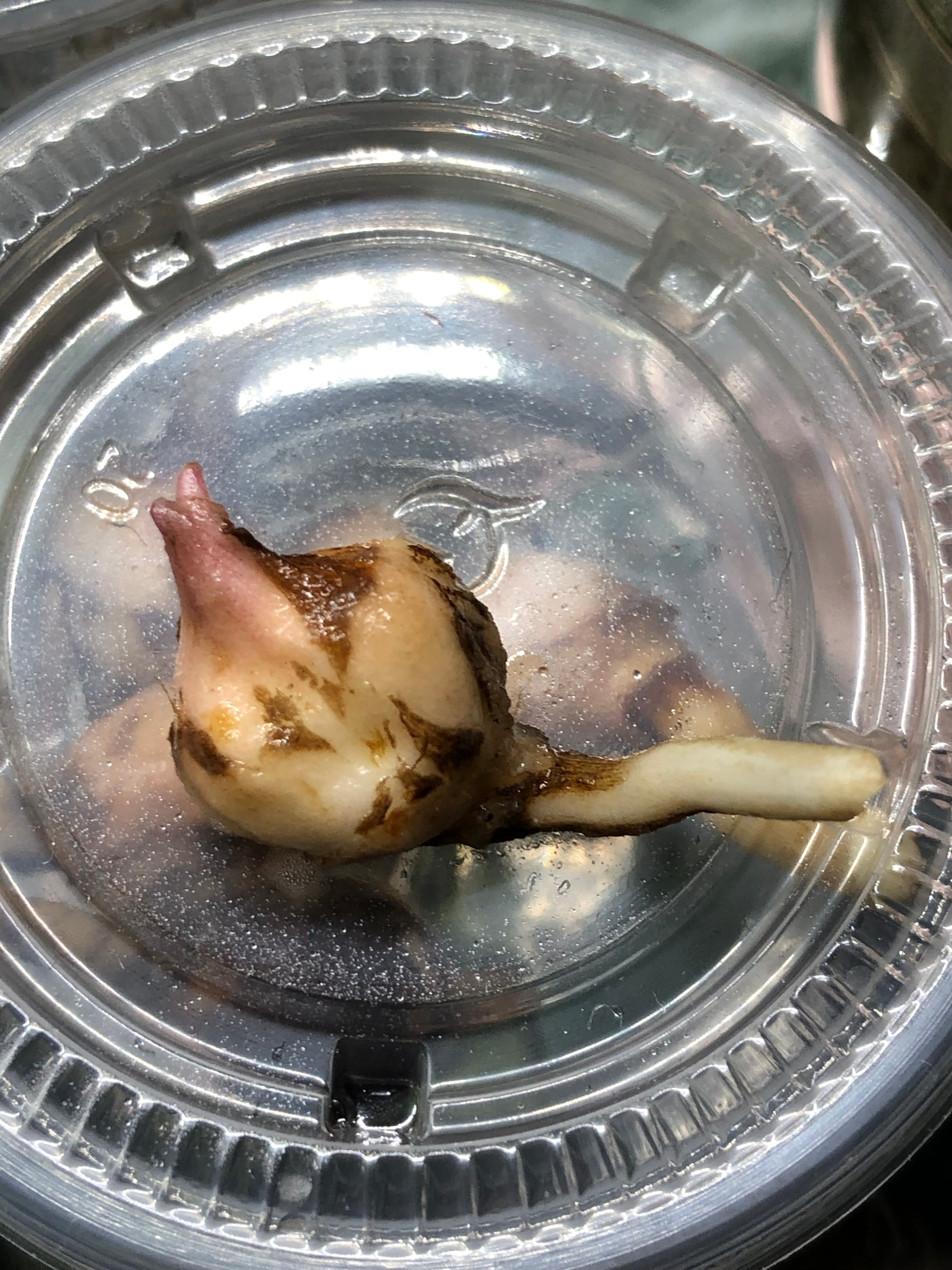 Yucatan Princess Pink (Knoll)