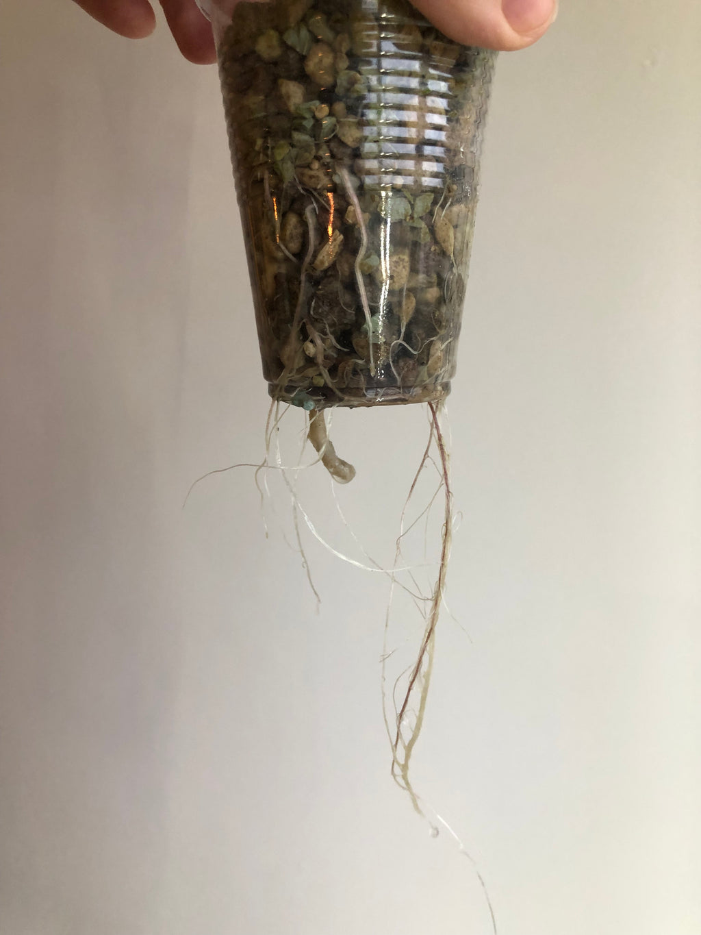 Yucatan Princess Aurea