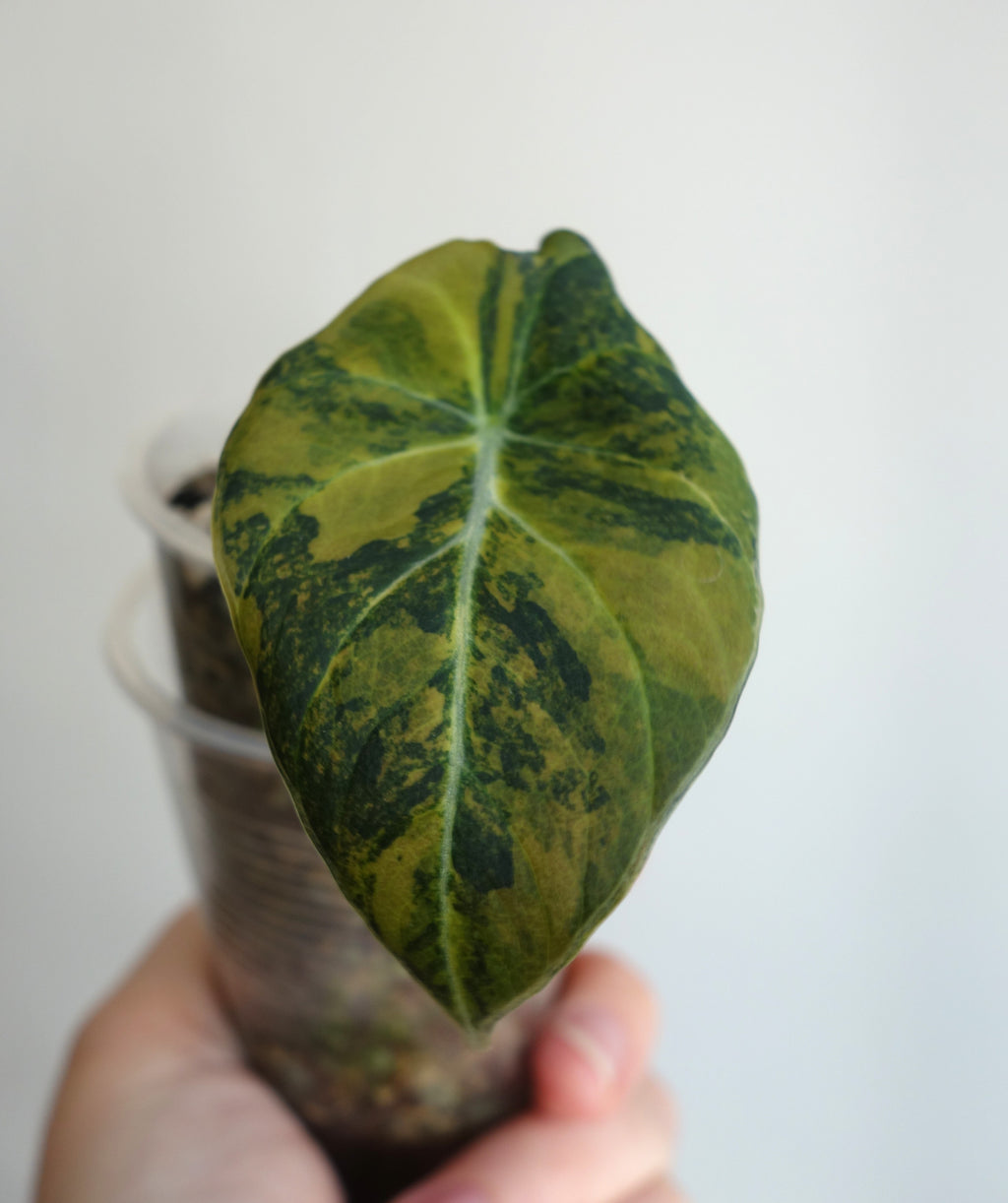 Black Velvet Gold/Aurea