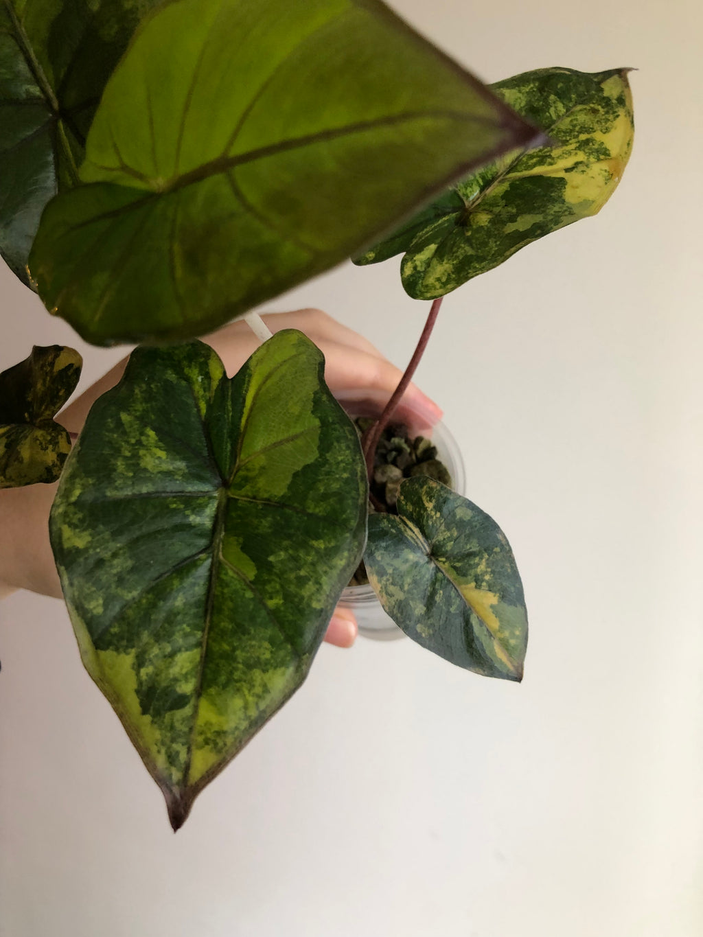 Yucatan Princess Aurea