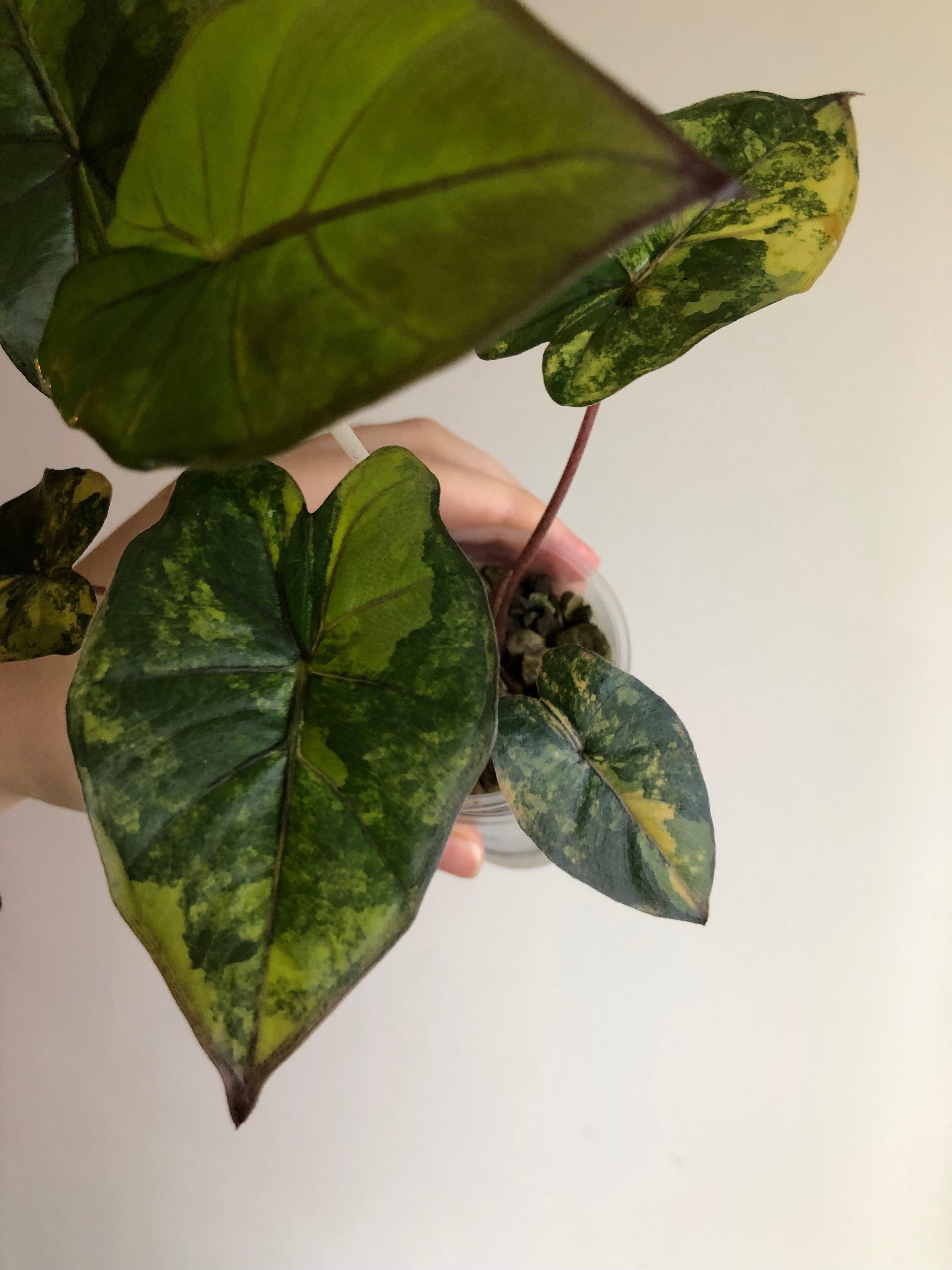 Yucatan Princess Aurea