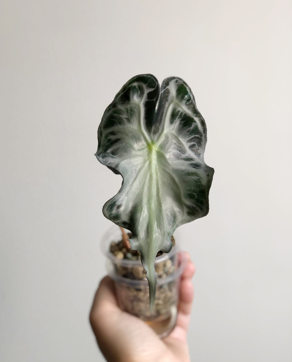 Alocasia Venom