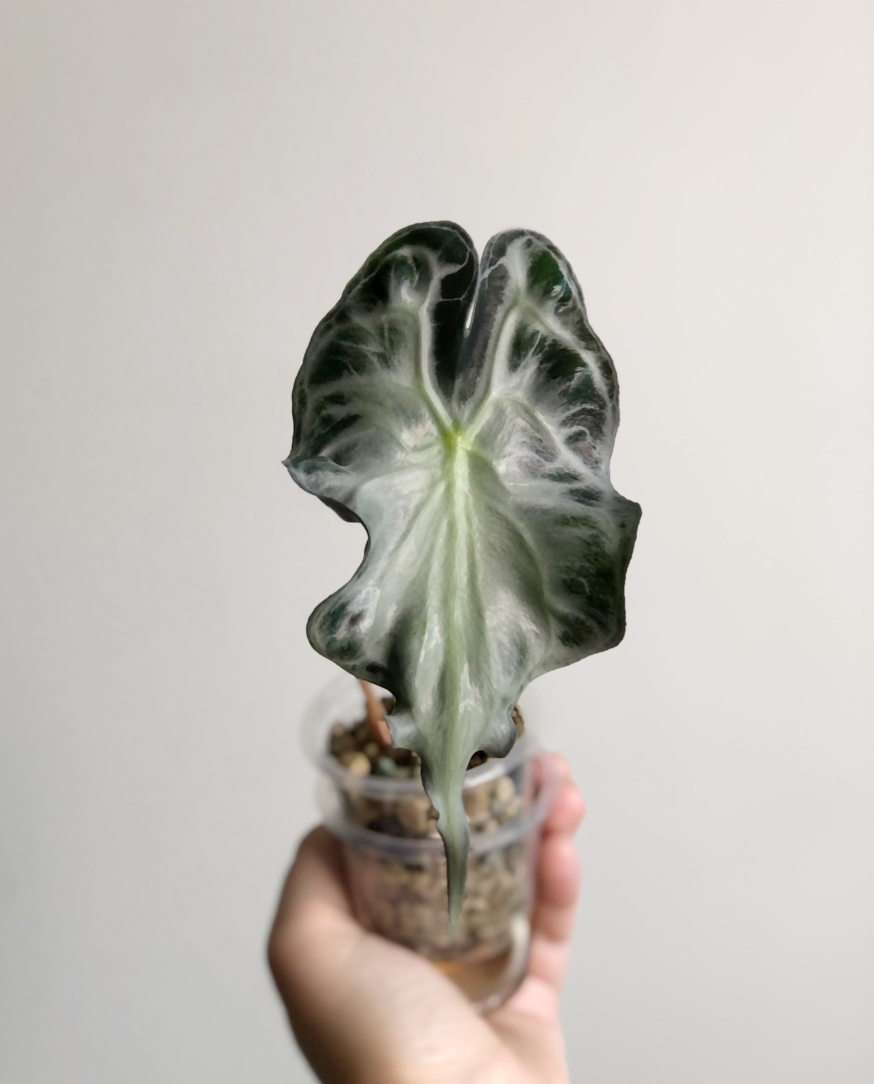 Alocasia Venom