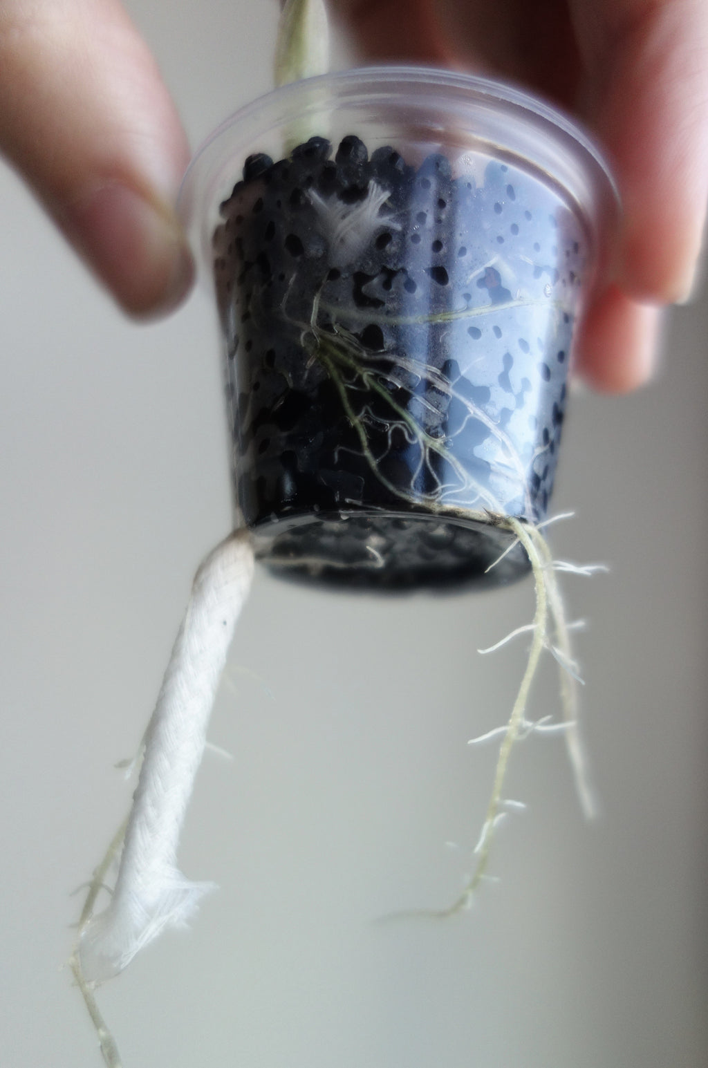 Klar, ferdig, gro! Starter-kit til knoller.