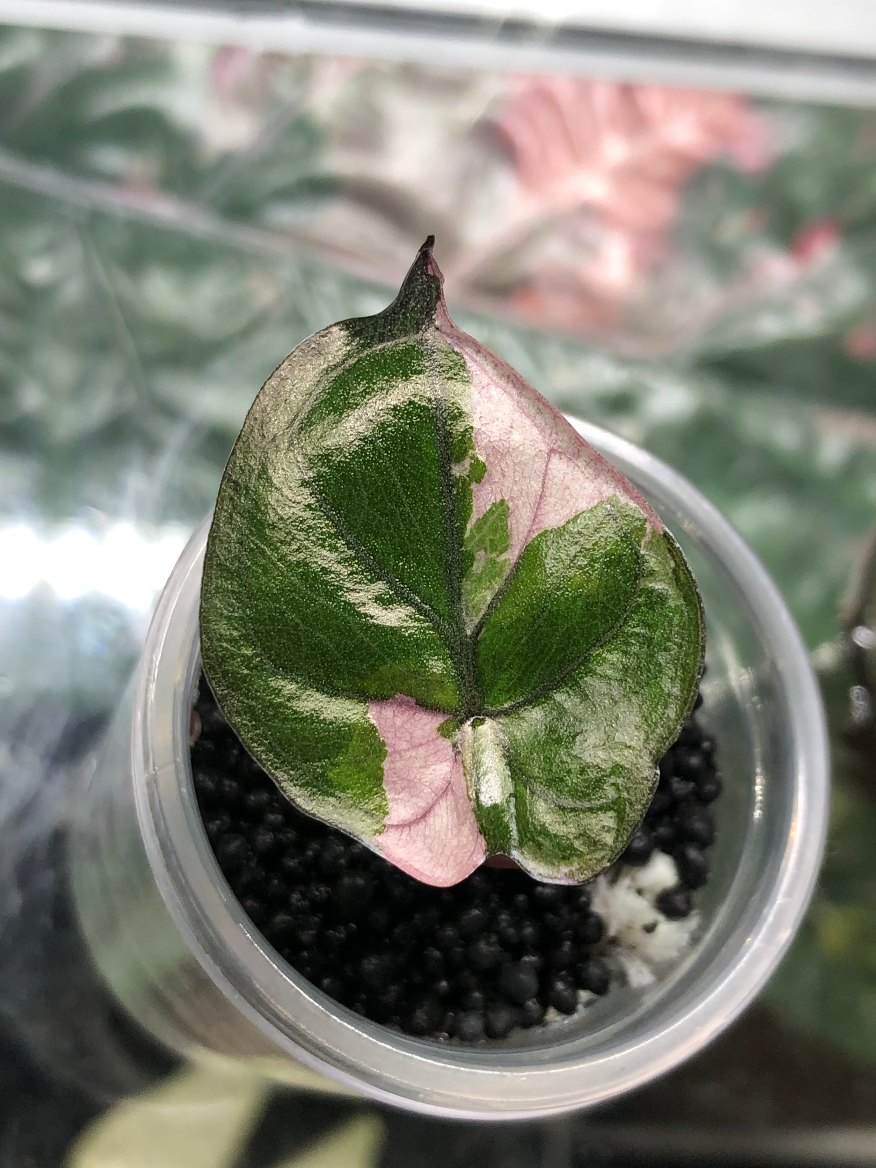 Yucatan Princess Pink