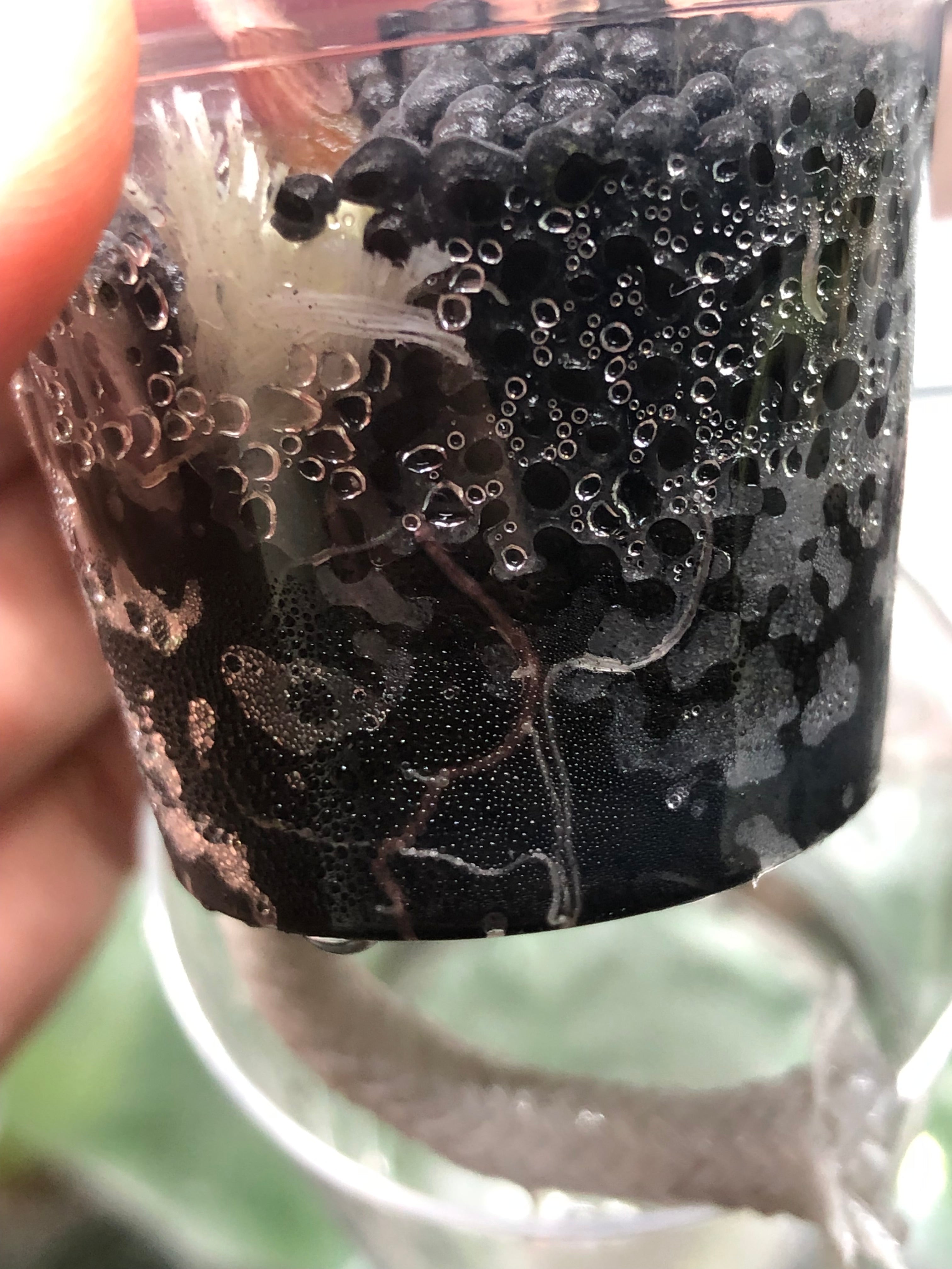 Yucatan Princess Pink