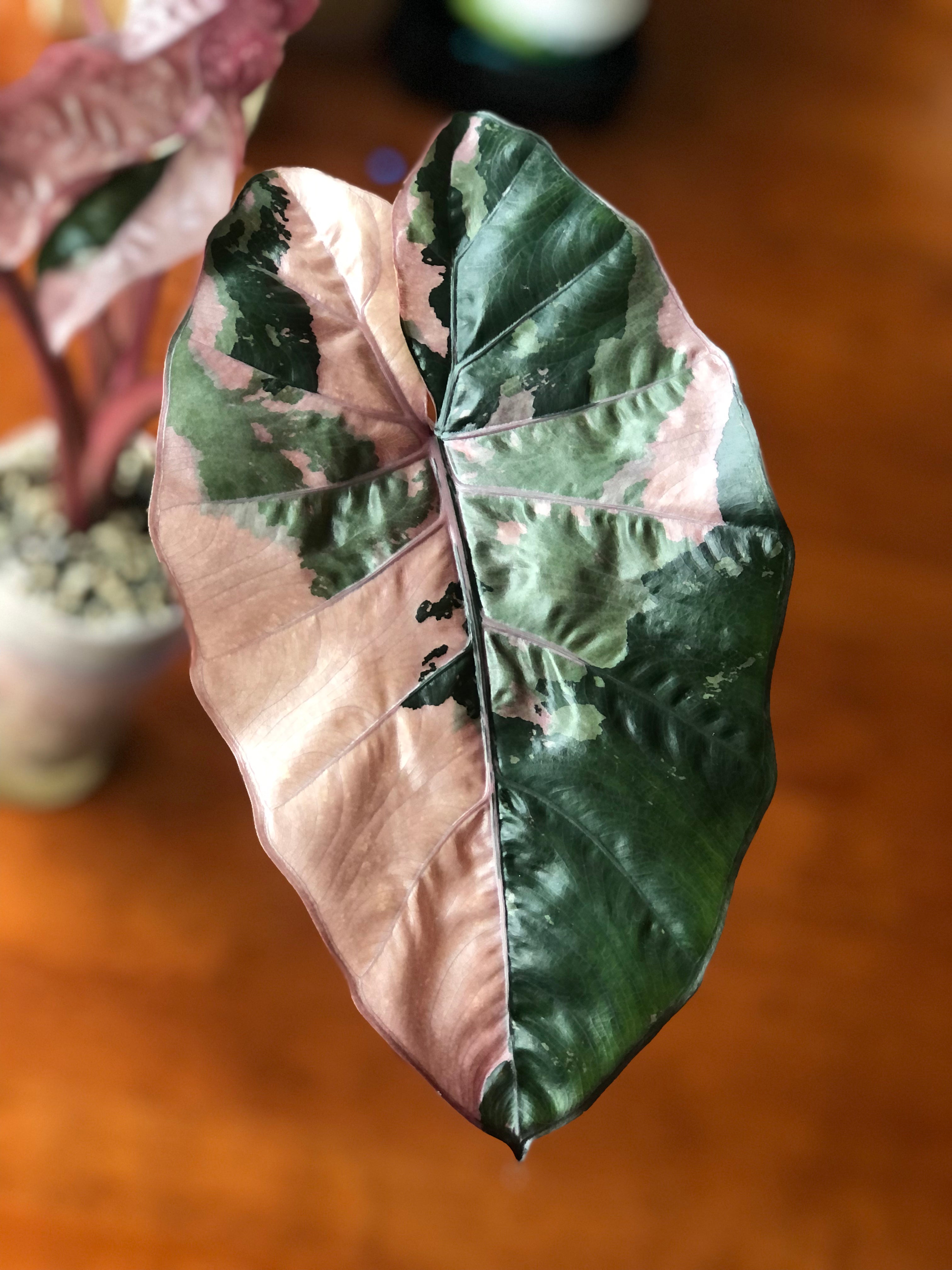 Yucatan Princess Pink (Knoll)