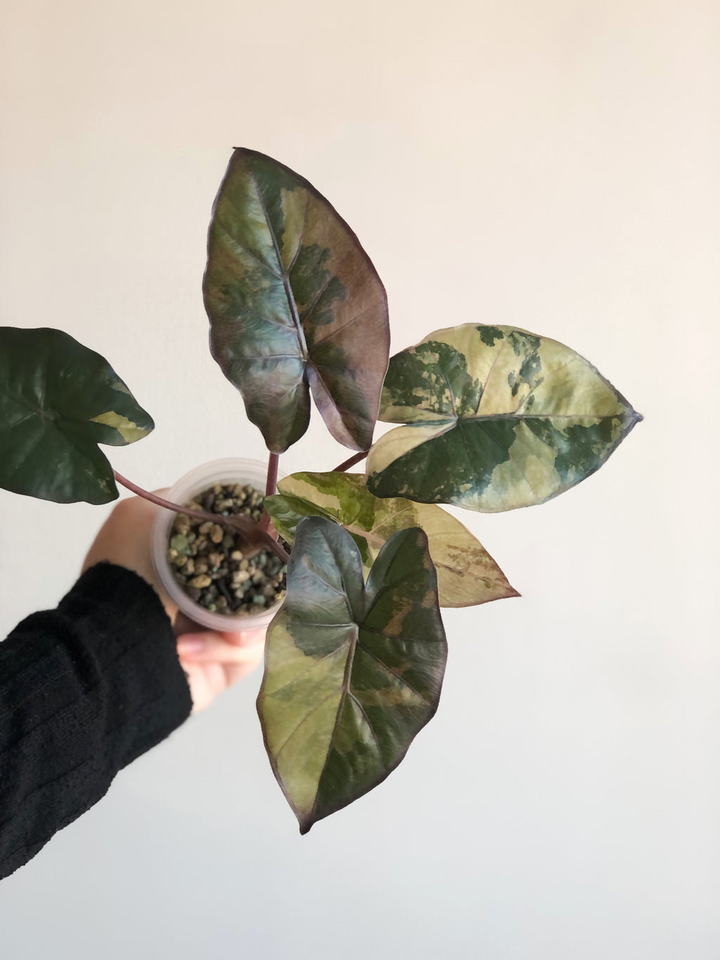 Yucatan Princess Variegata
