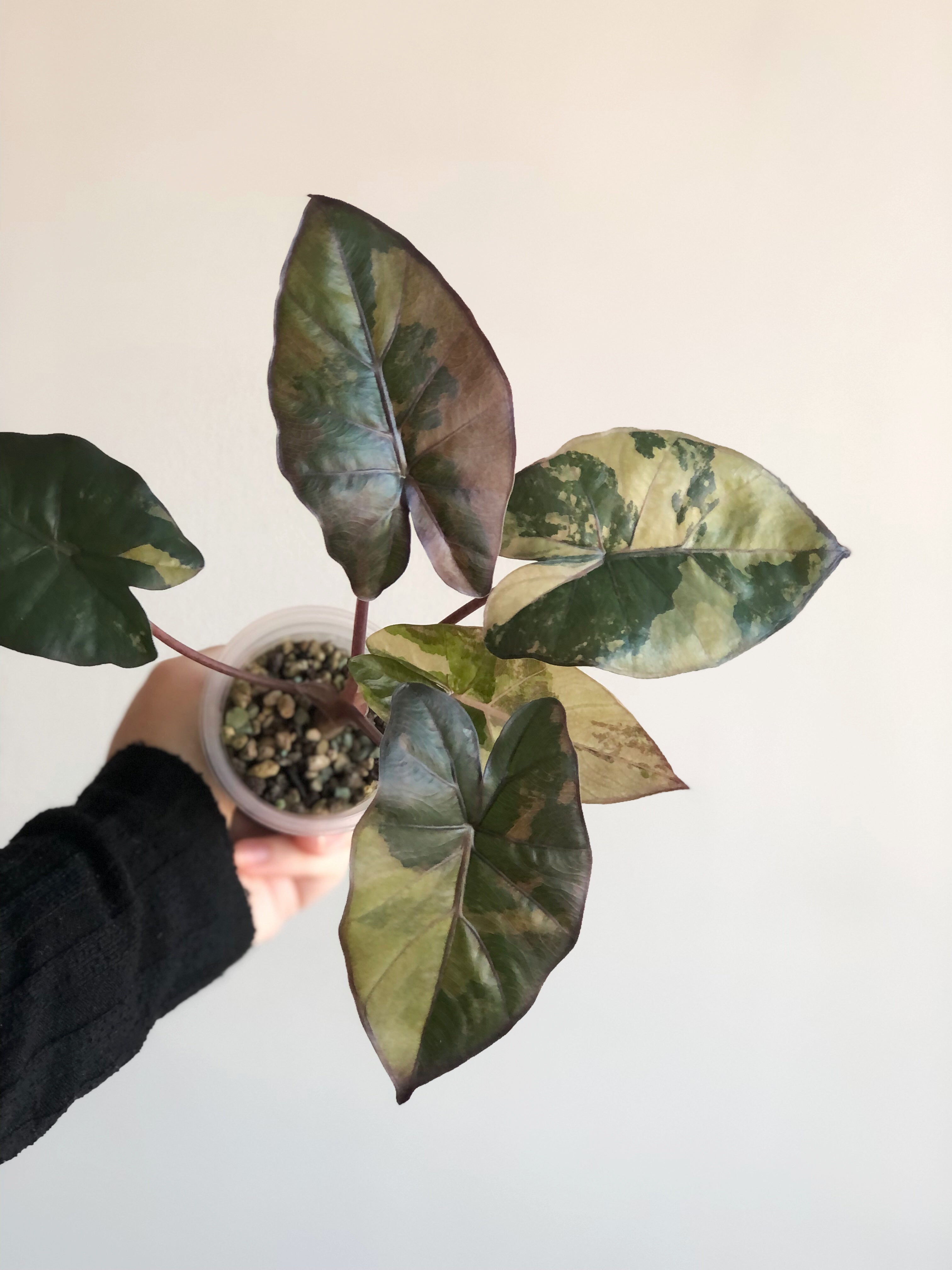 Yucatan Princess Variegata