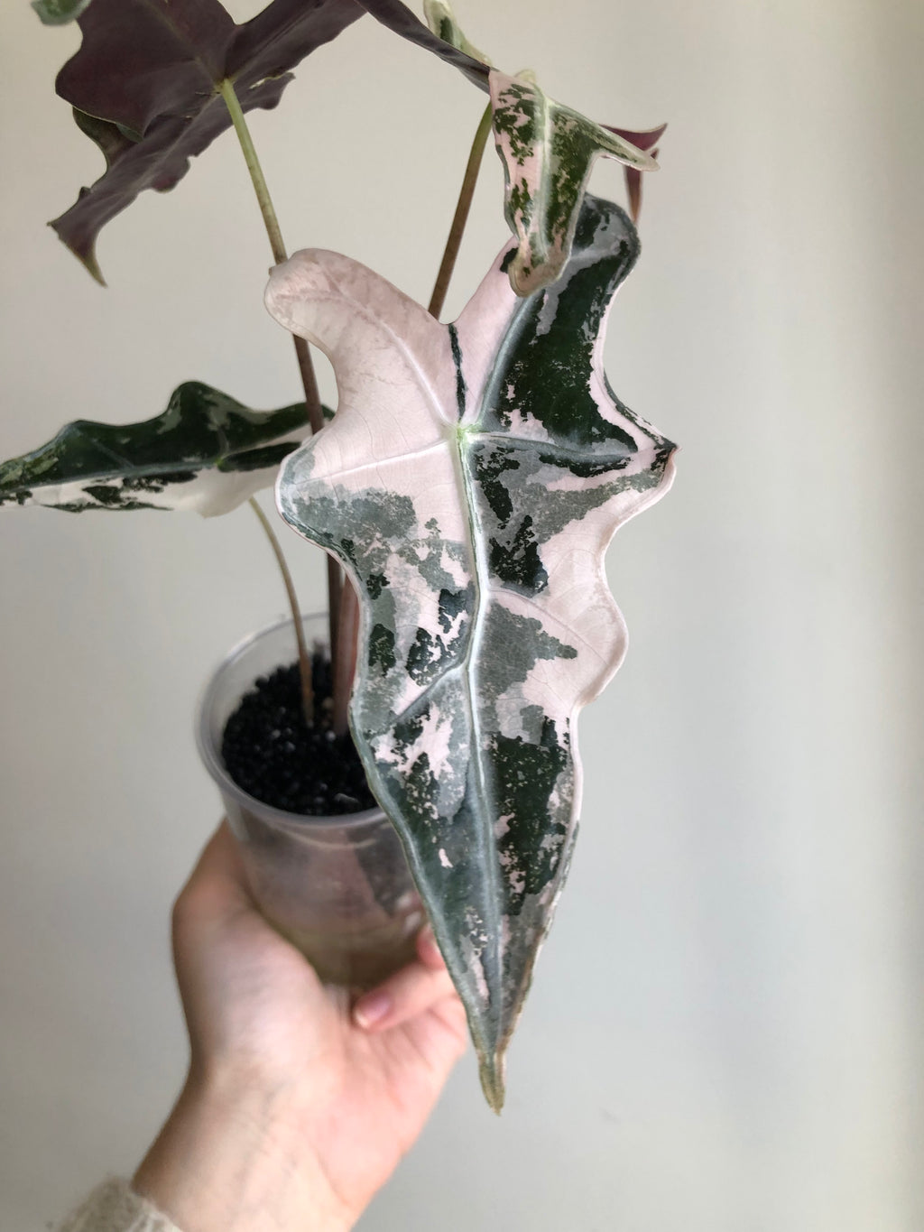 Nobilis Pink - knoll