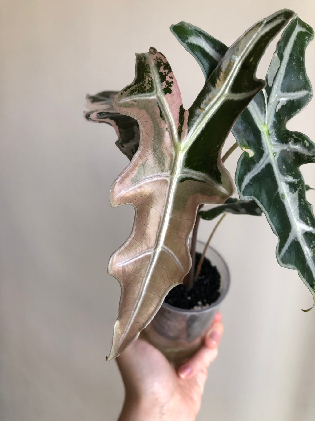 Nobilis Pink - knoll