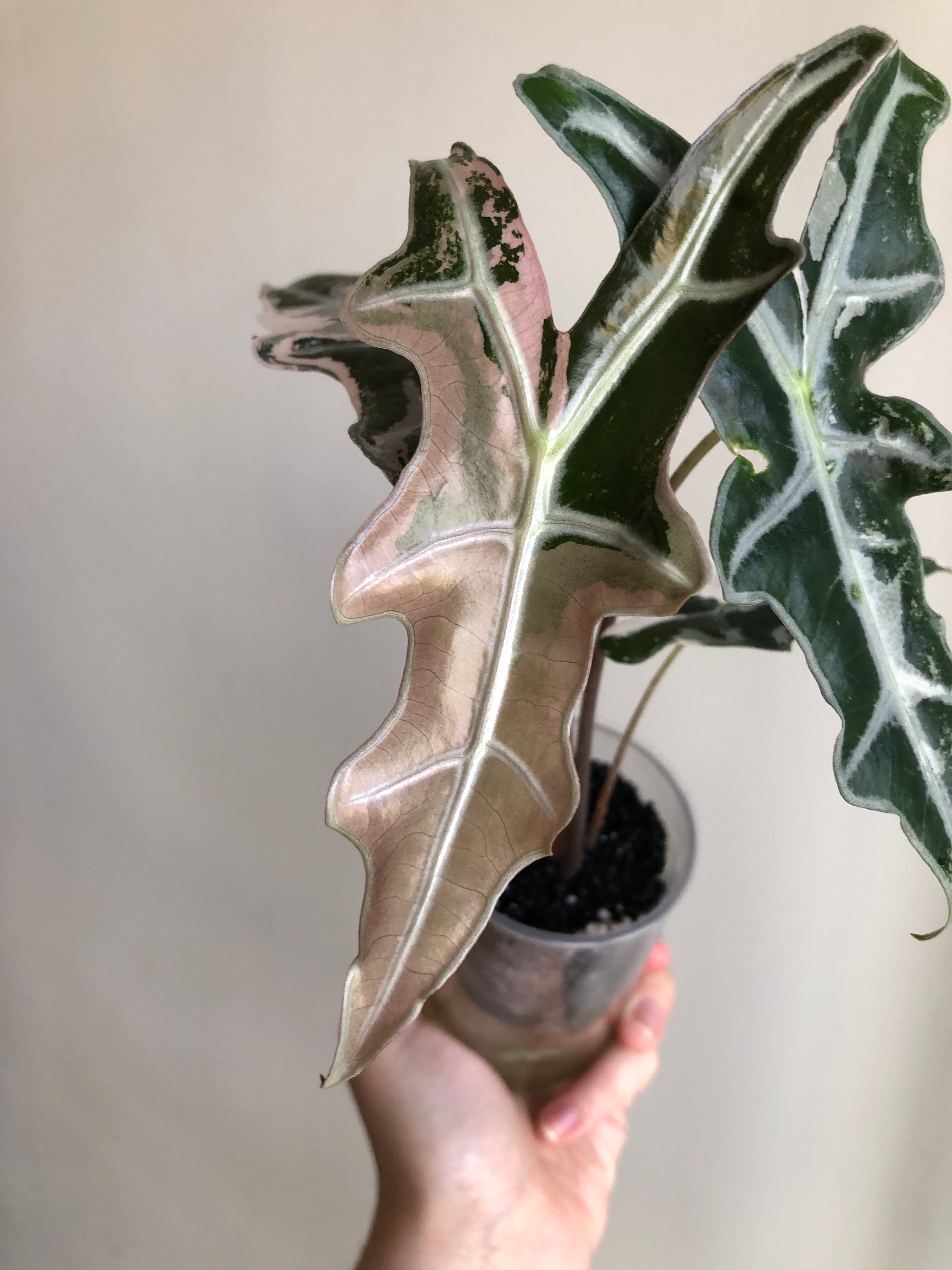 Nobilis Pink - knoll