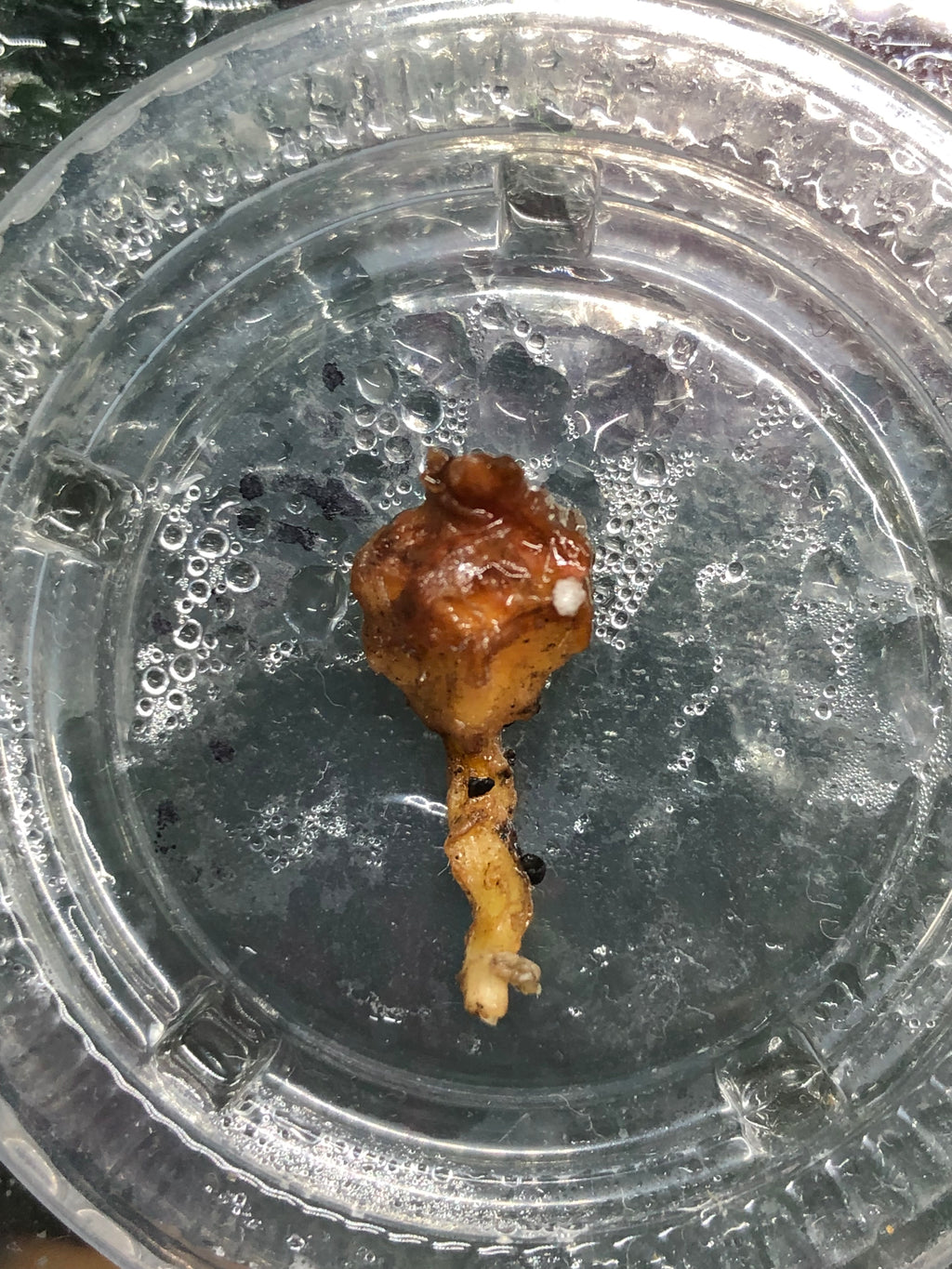 Nobilis Pink - knoll