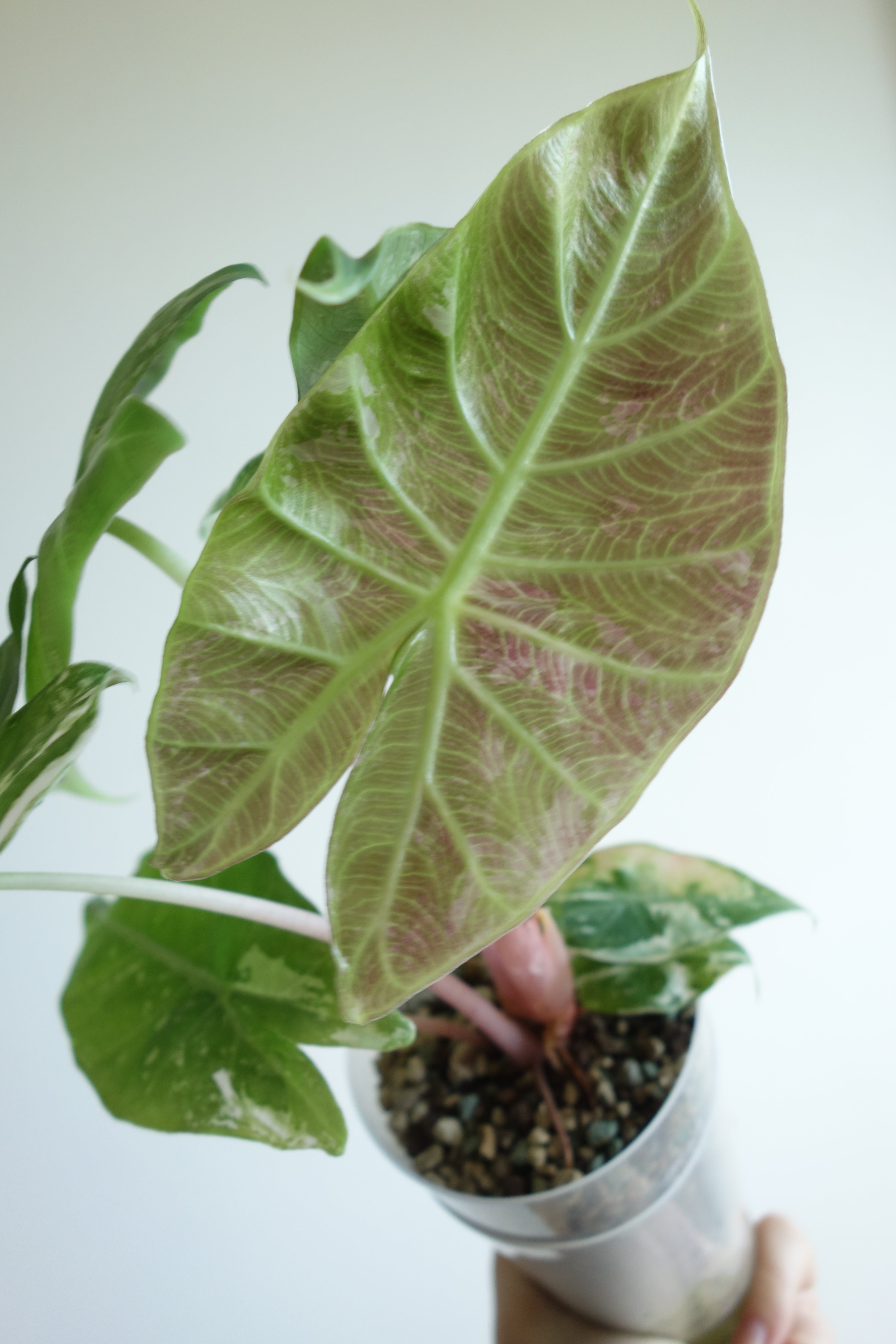 Pink Dragon Pink/Albo