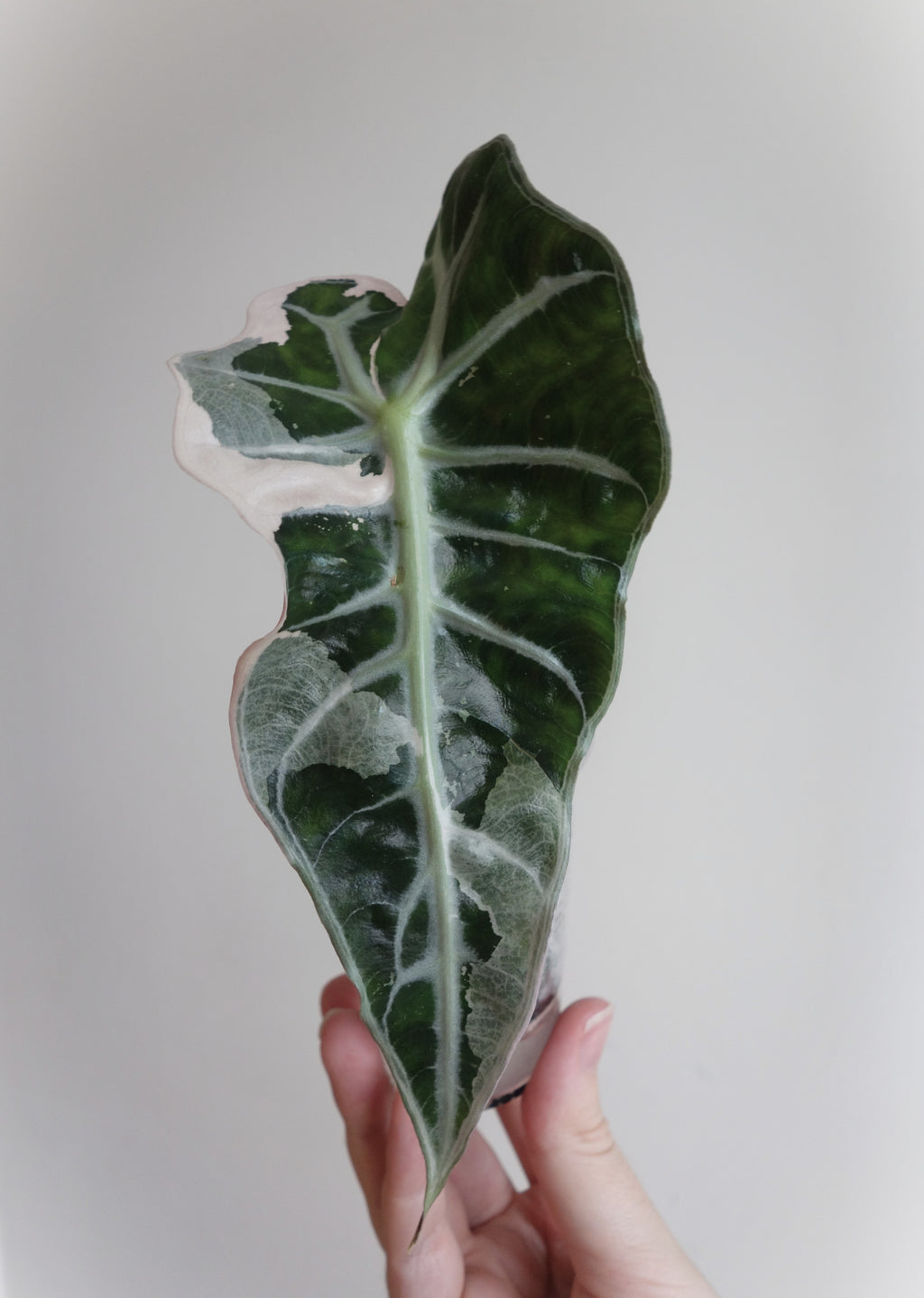 Amazonica Polly Pink