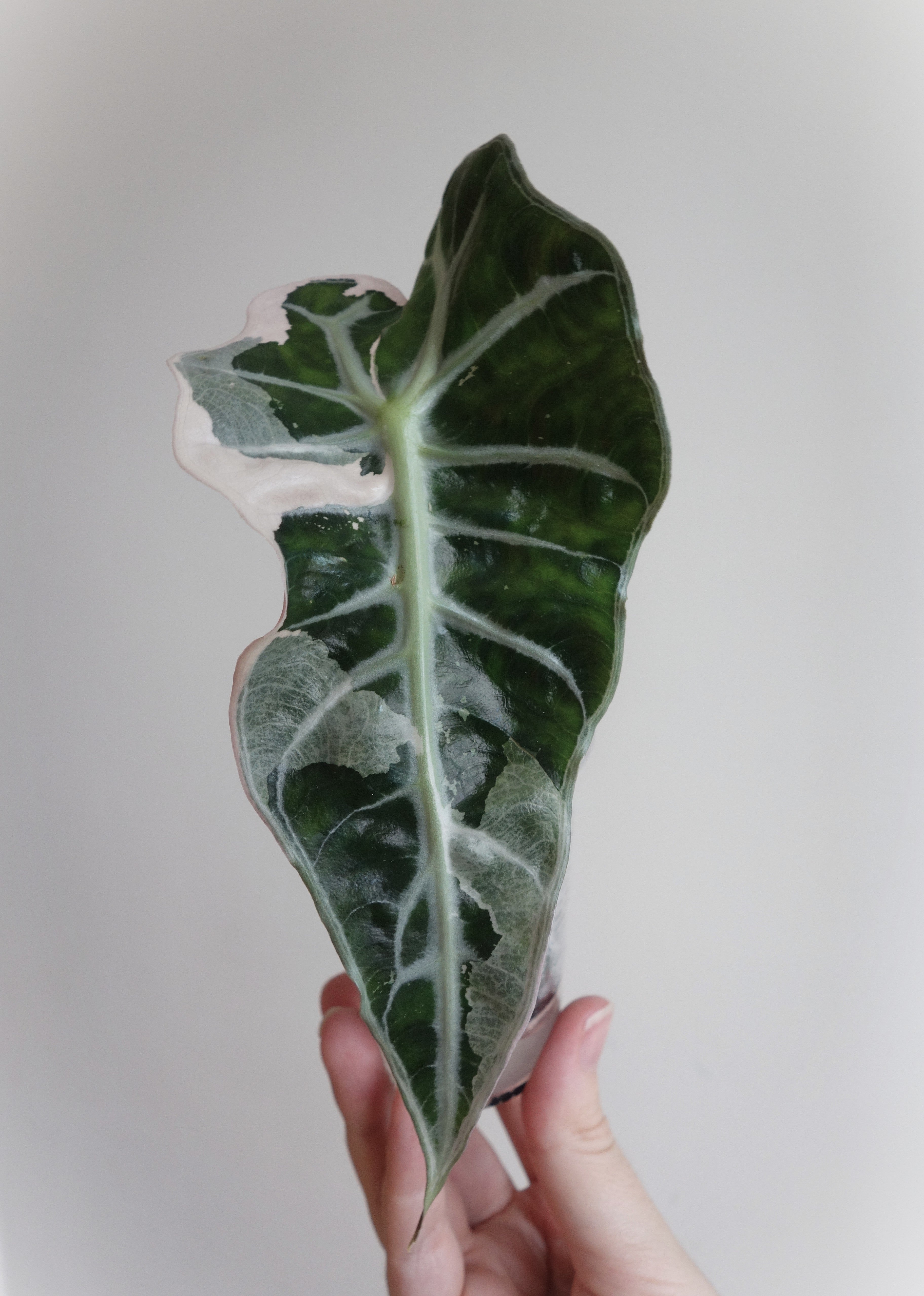 Amazonica Polly Pink