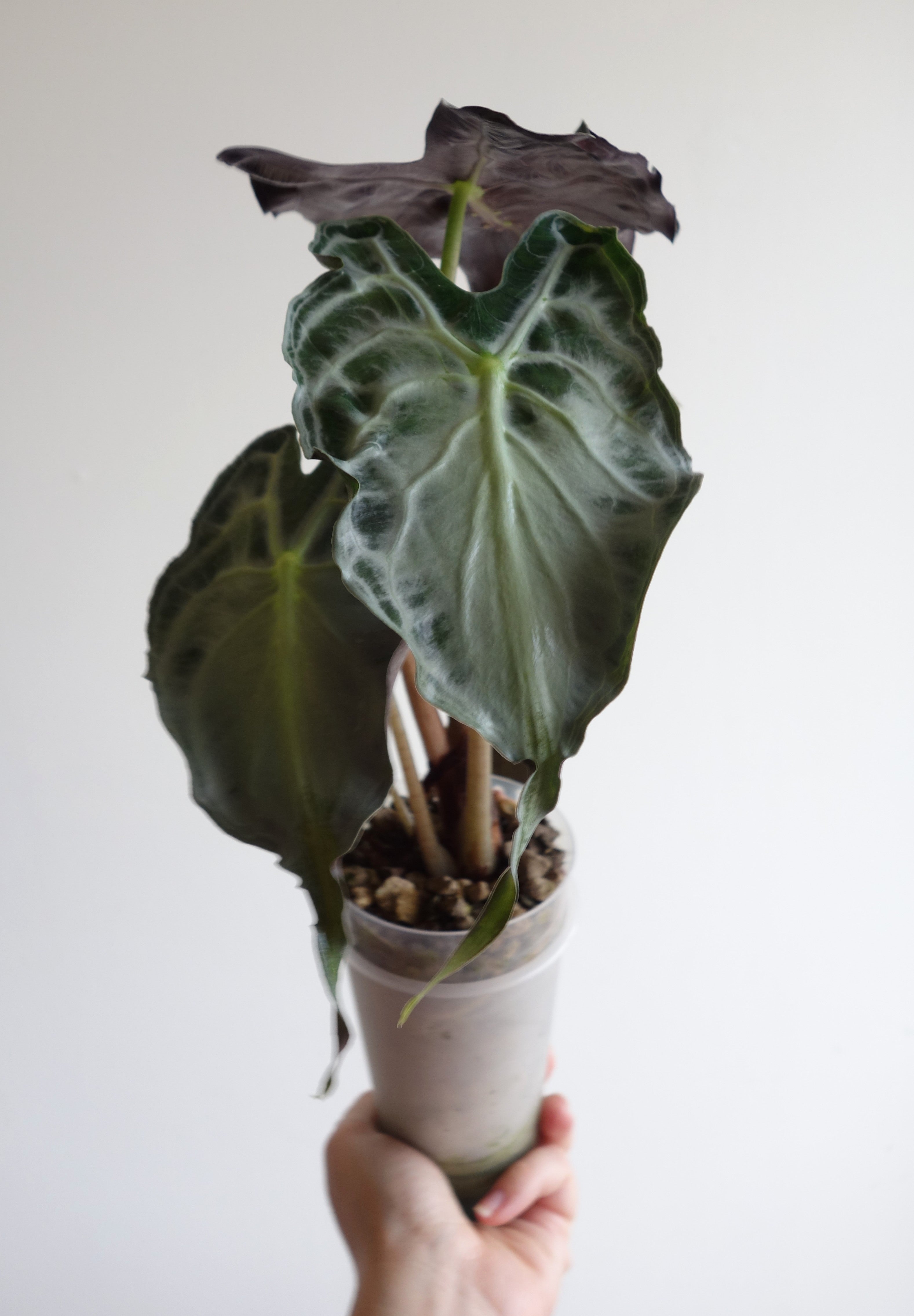 Alocasia Venom - knoll