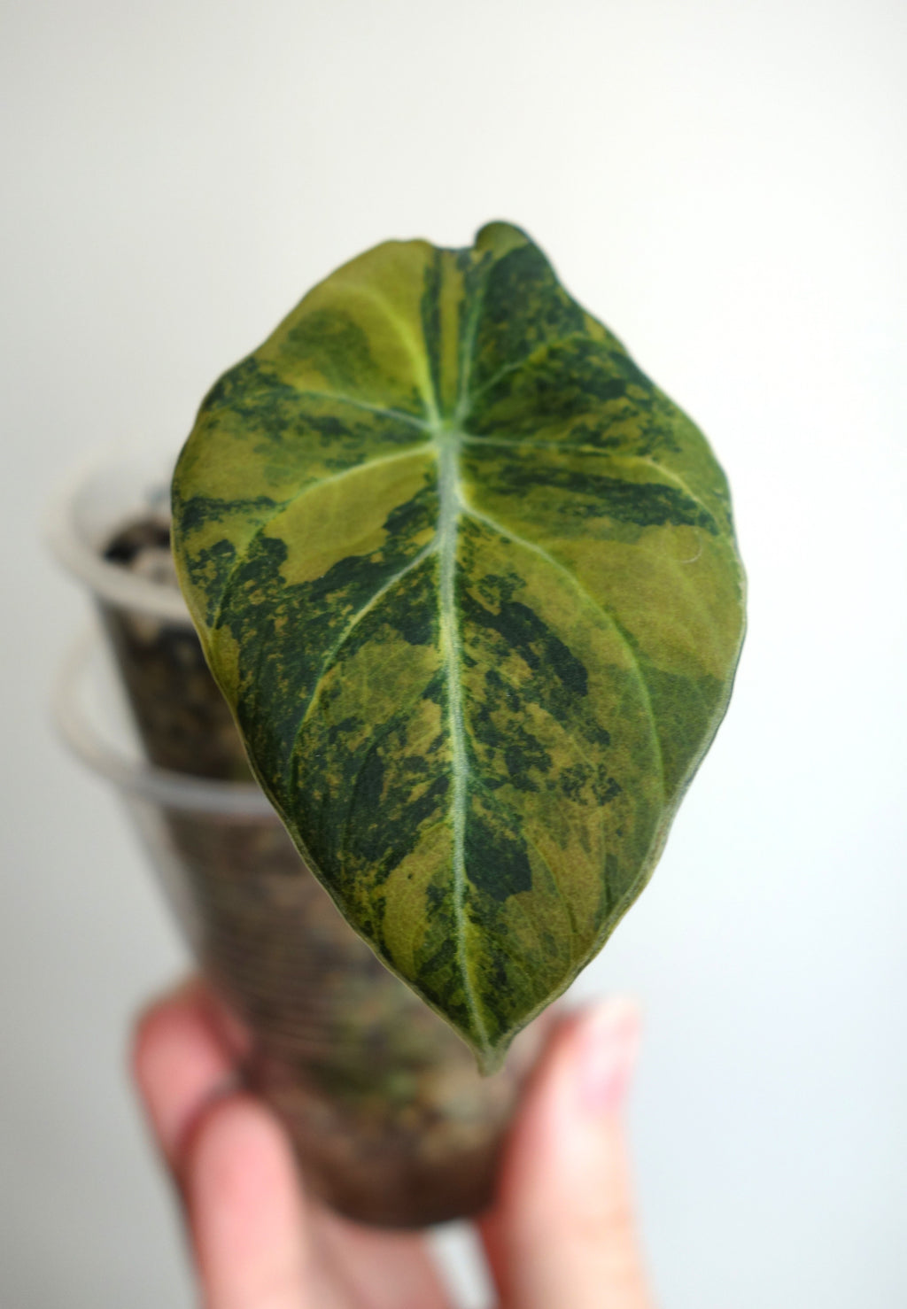 Black Velvet Gold/Aurea