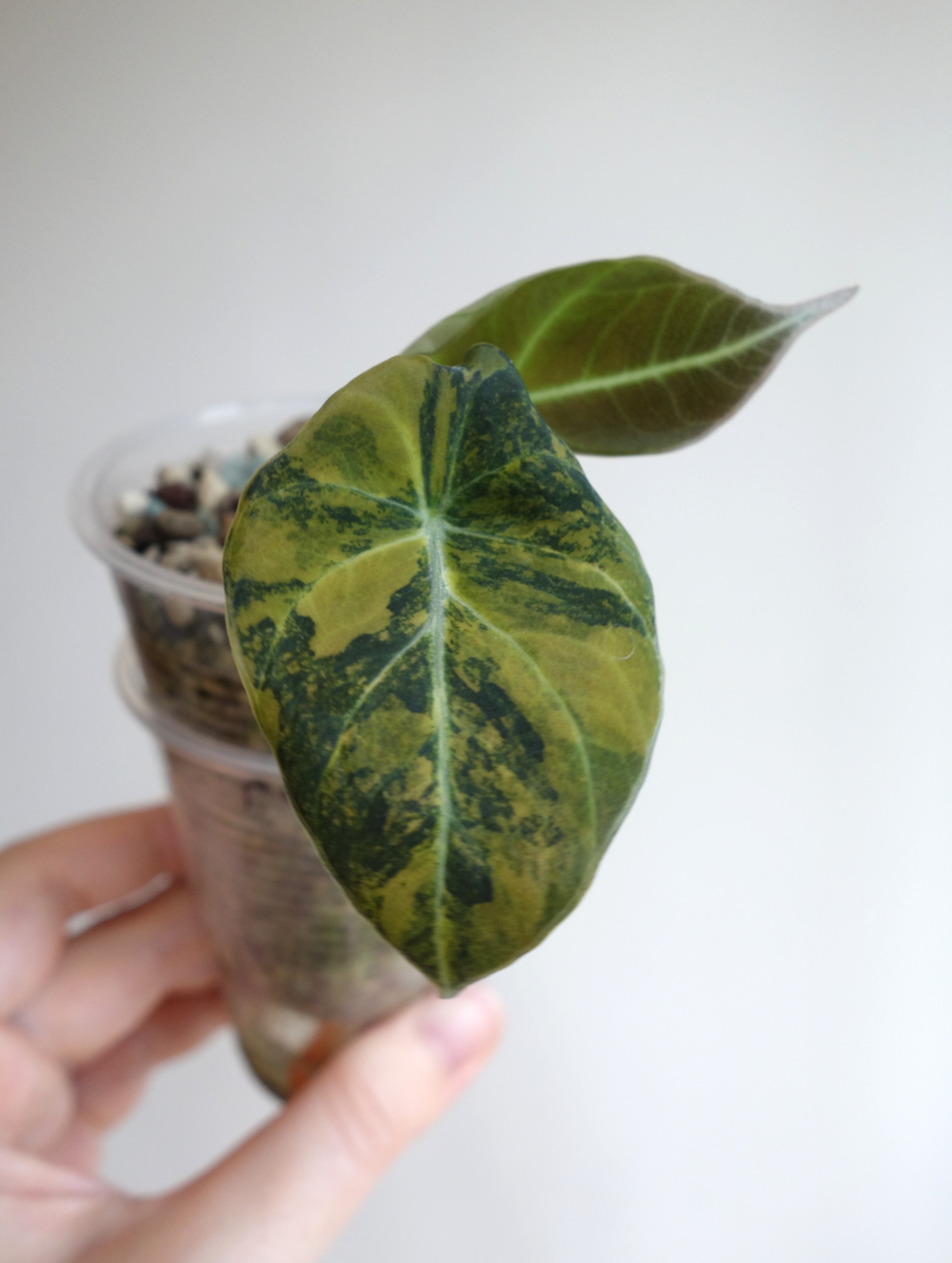 Black Velvet Gold/Aurea