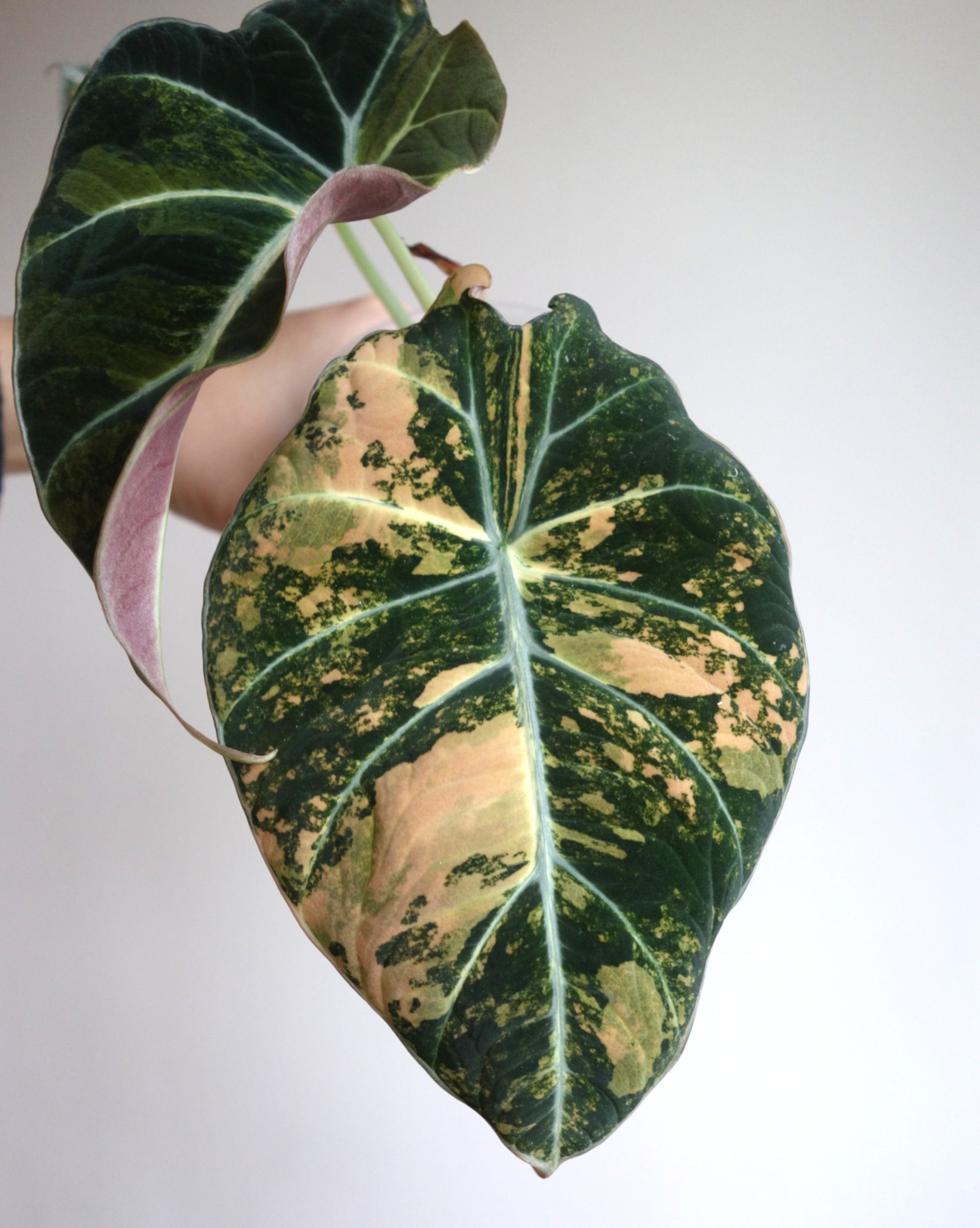 Black Velvet Gold/Aurea