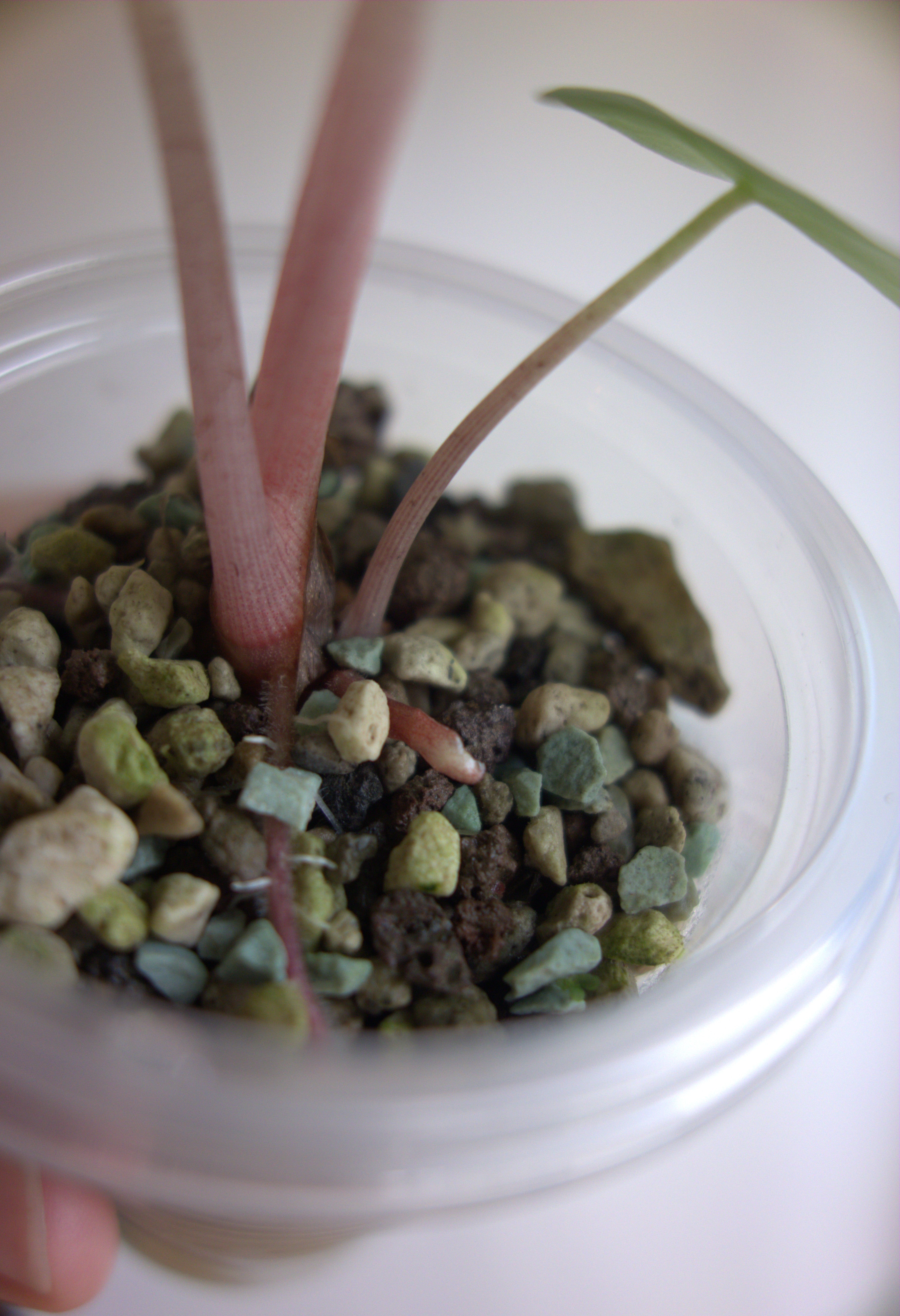 Nairobi Nights Albo/Pink