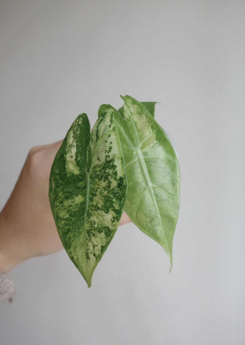 Nairobi Nights Albo/Pink