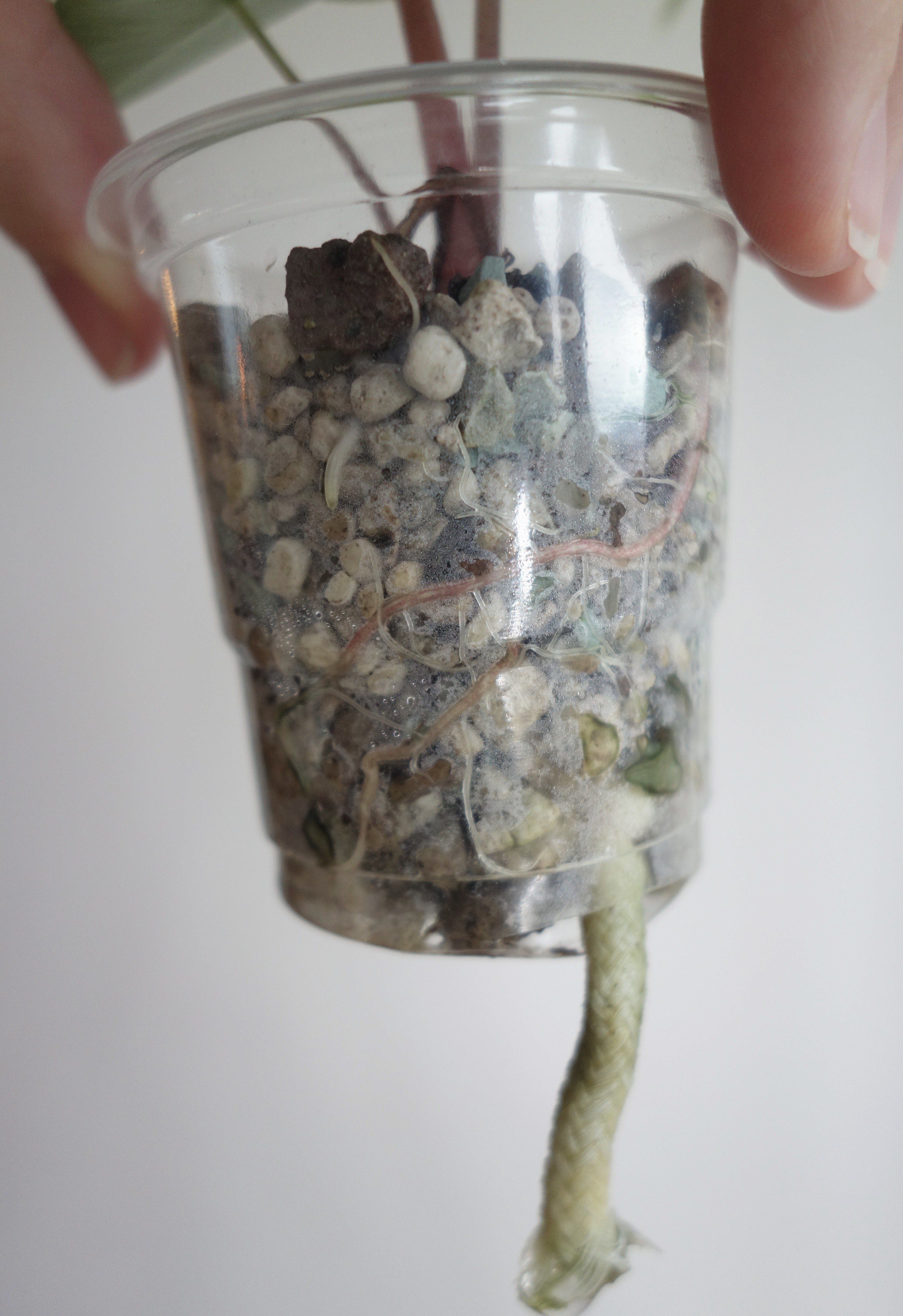 Nairobi Nights Albo/Pink