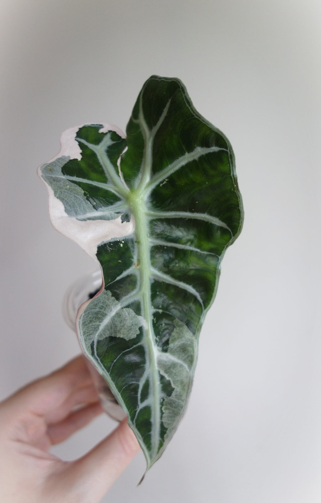 Amazonica Polly Pink