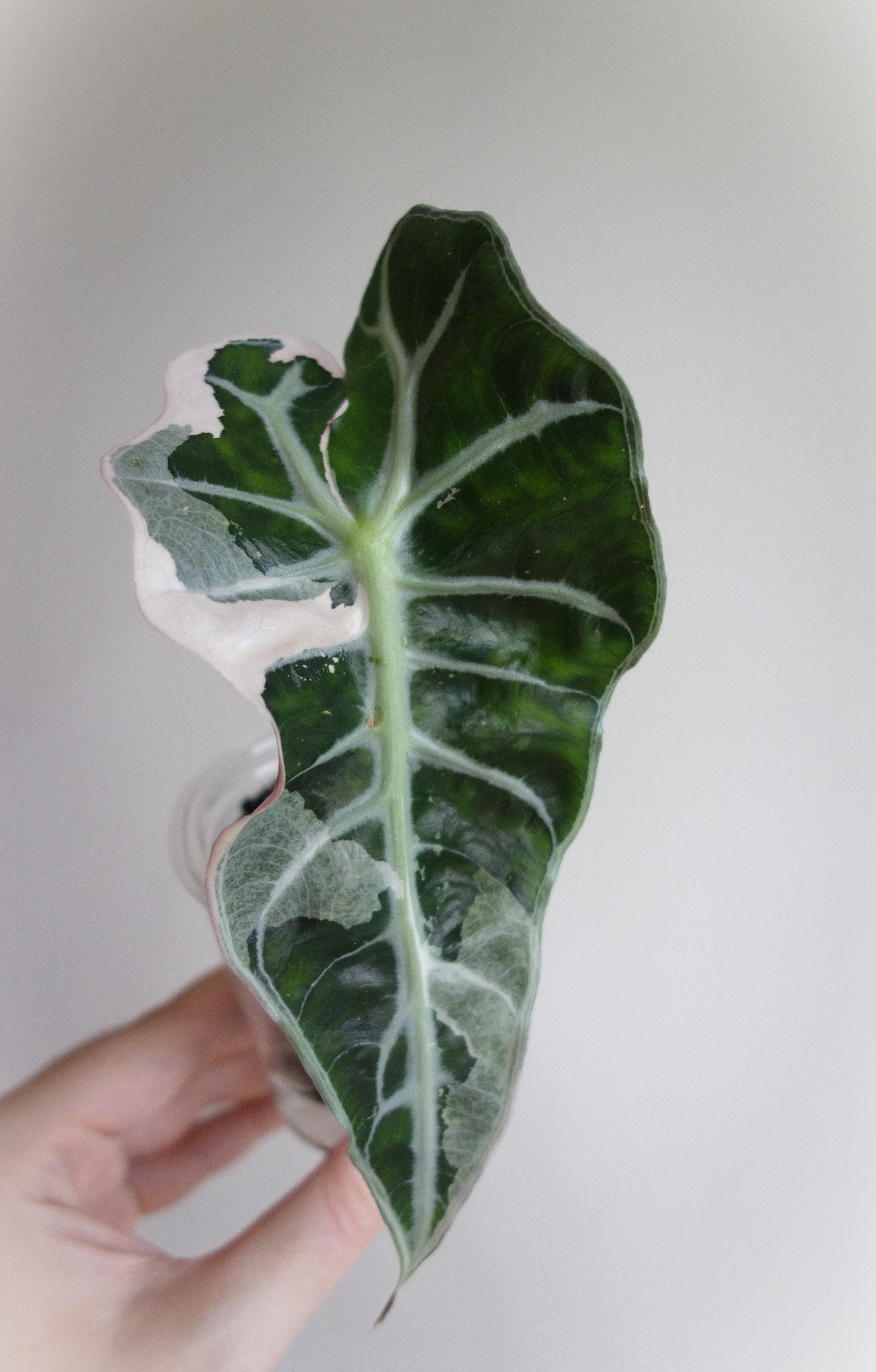 Amazonica Polly Pink