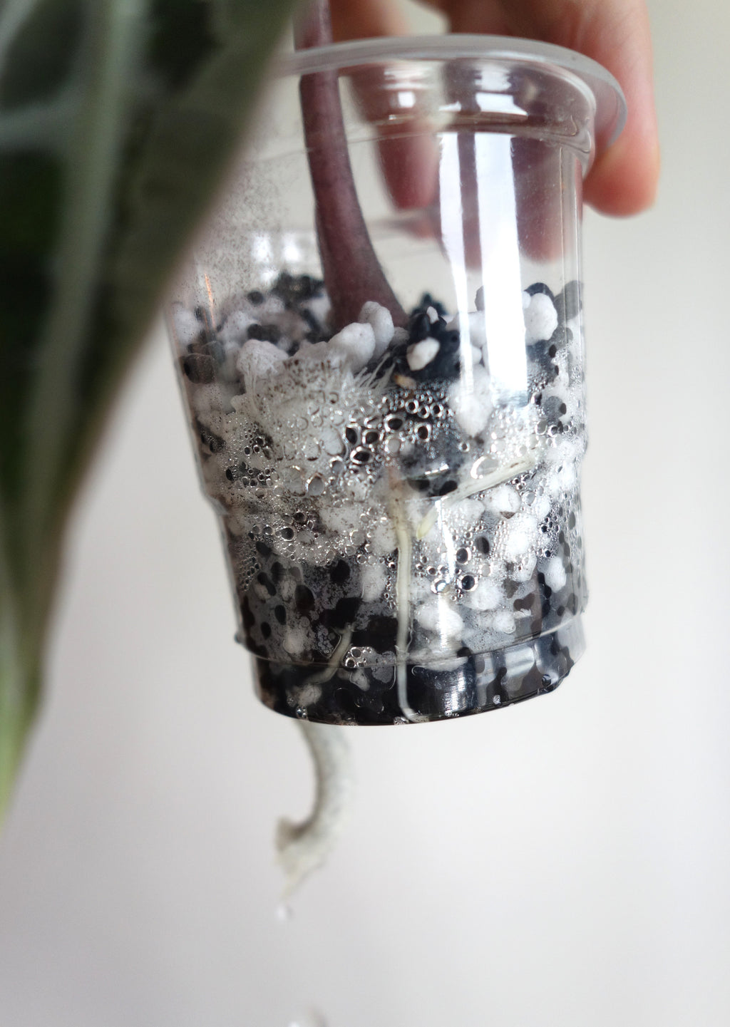 Amazonica Polly Pink