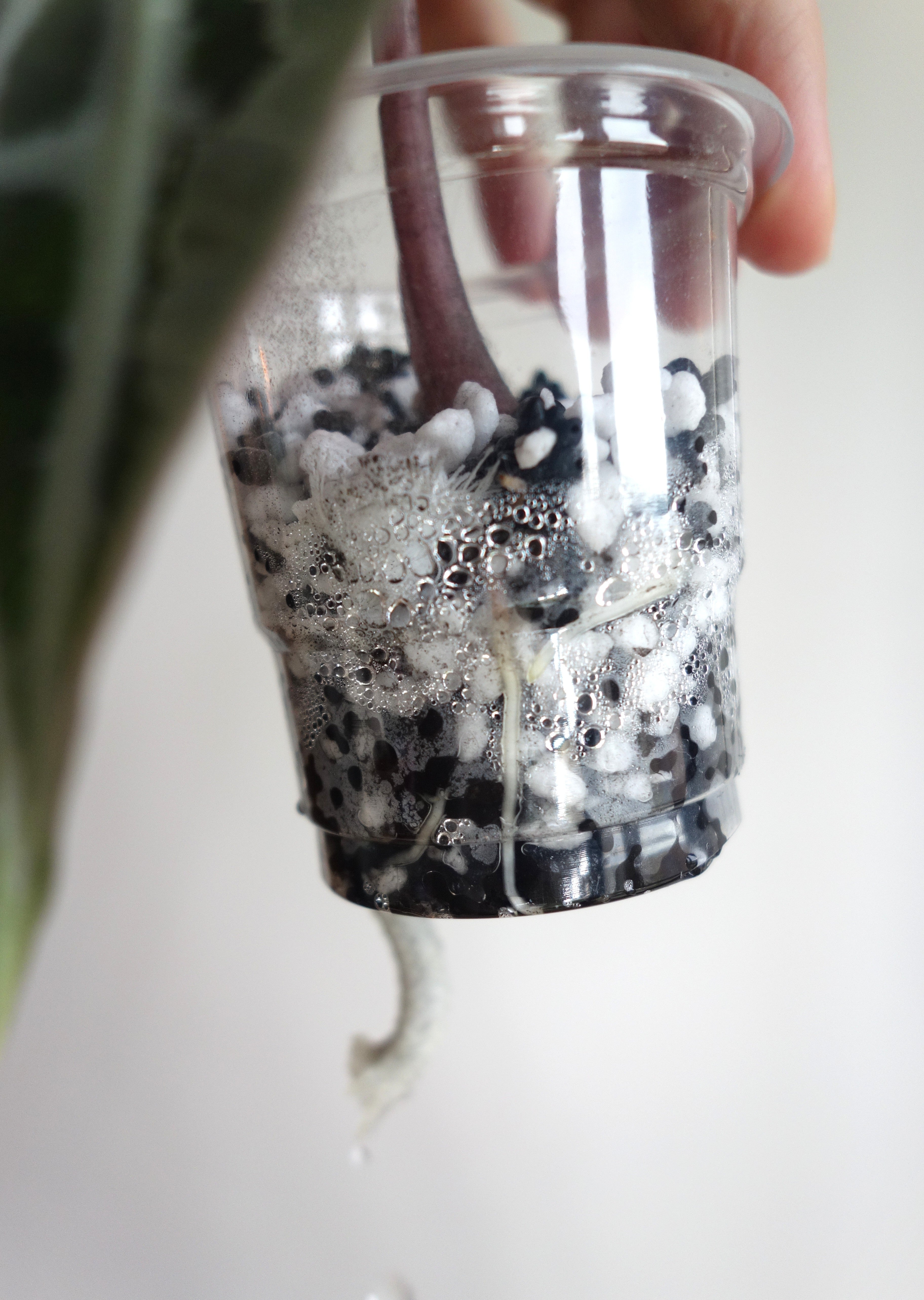 Amazonica Polly Pink