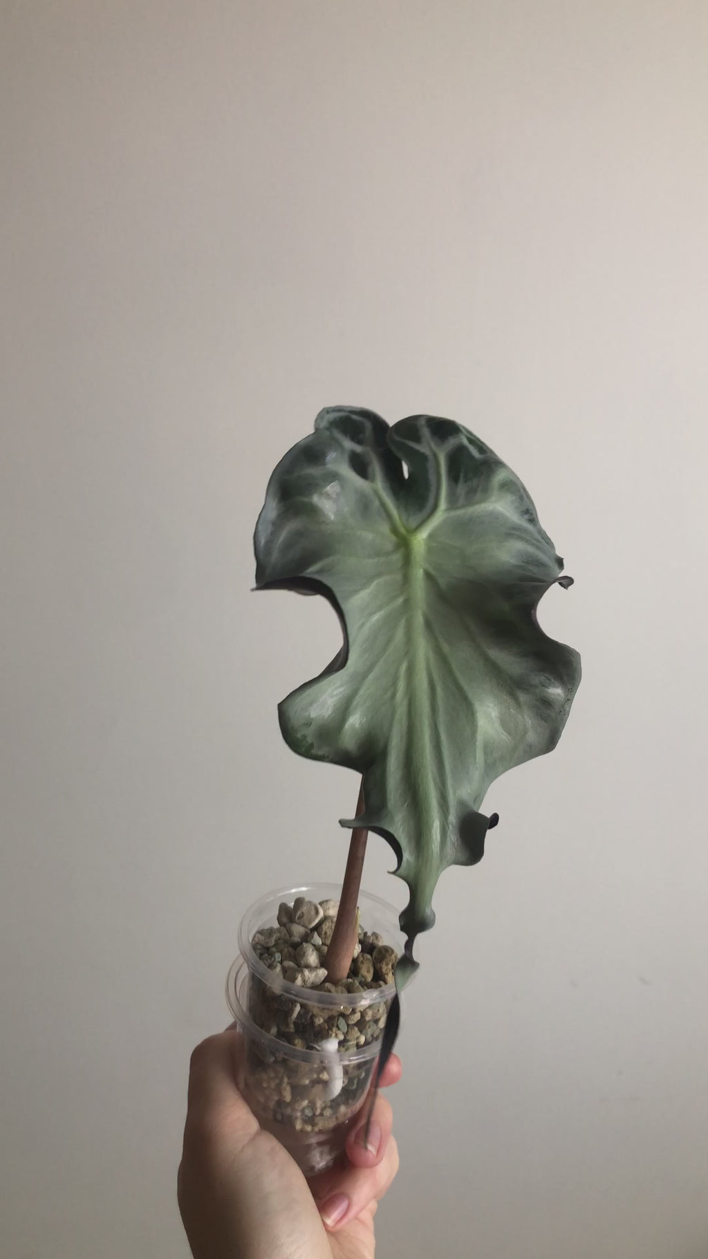 Alocasia Venom