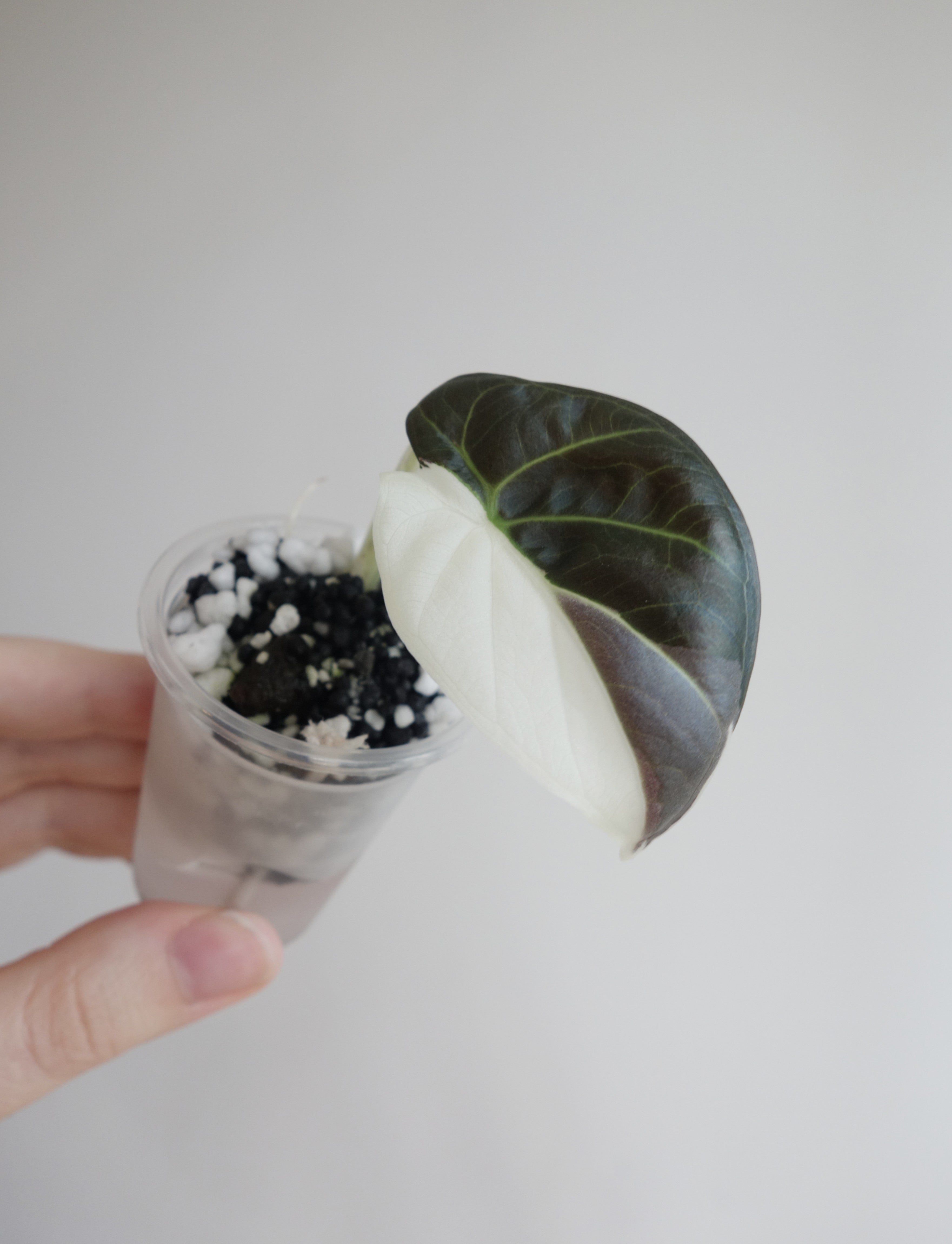 Regal Shield Albo/Pink